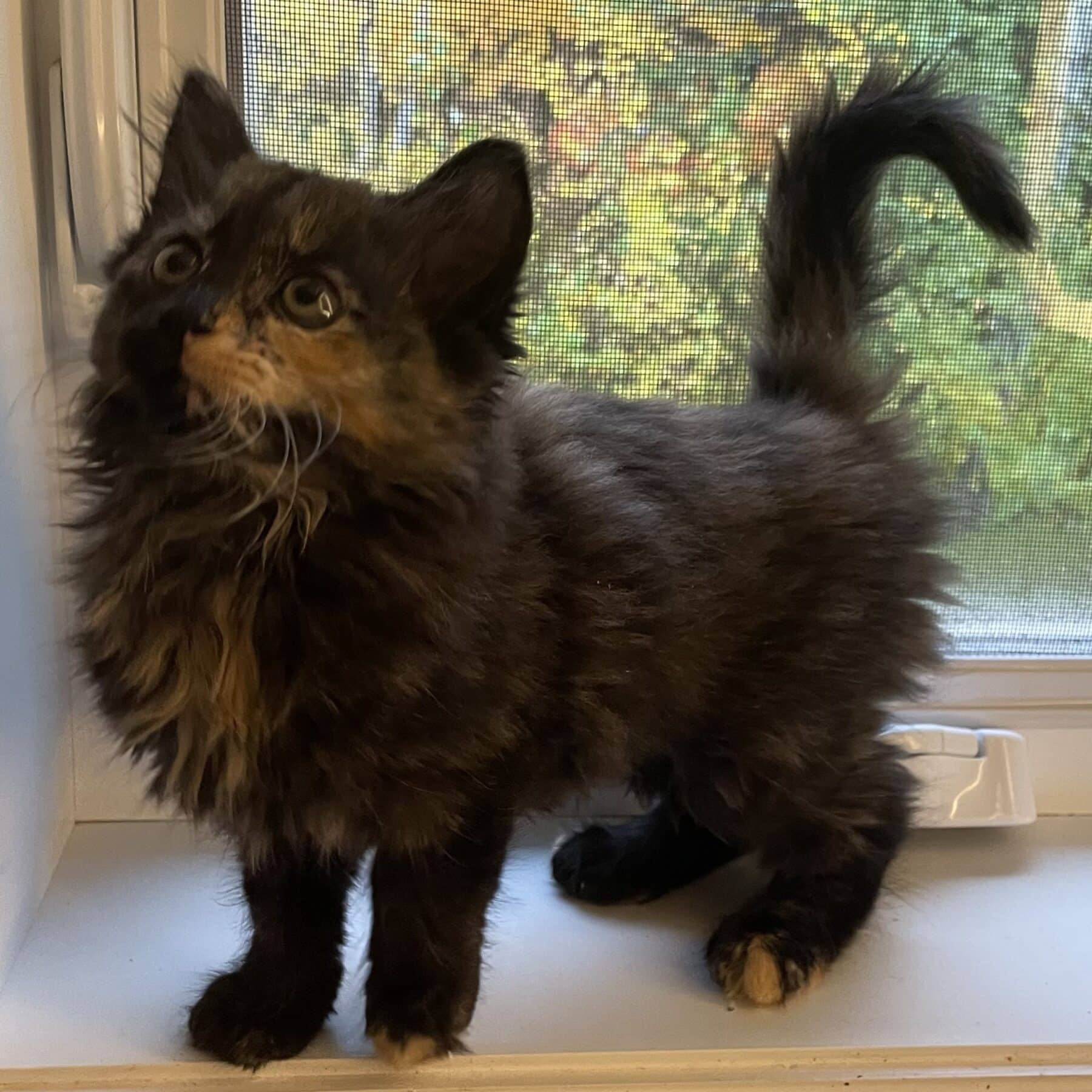 Pauline - Domestic available for adoption
