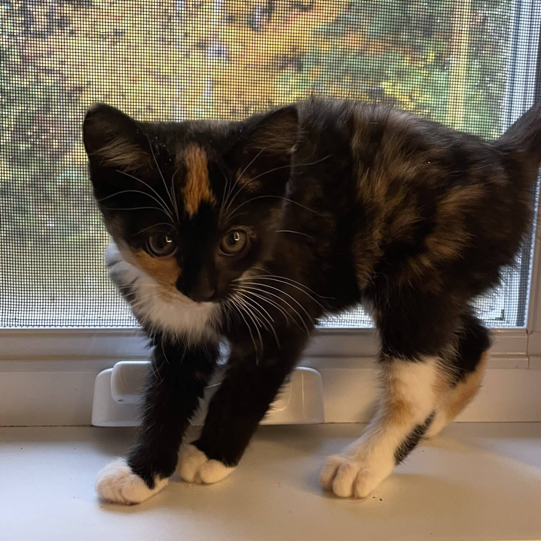 Peach - Domestic cat available for adoption at SPA de l'Estrie in Sherbrooke
