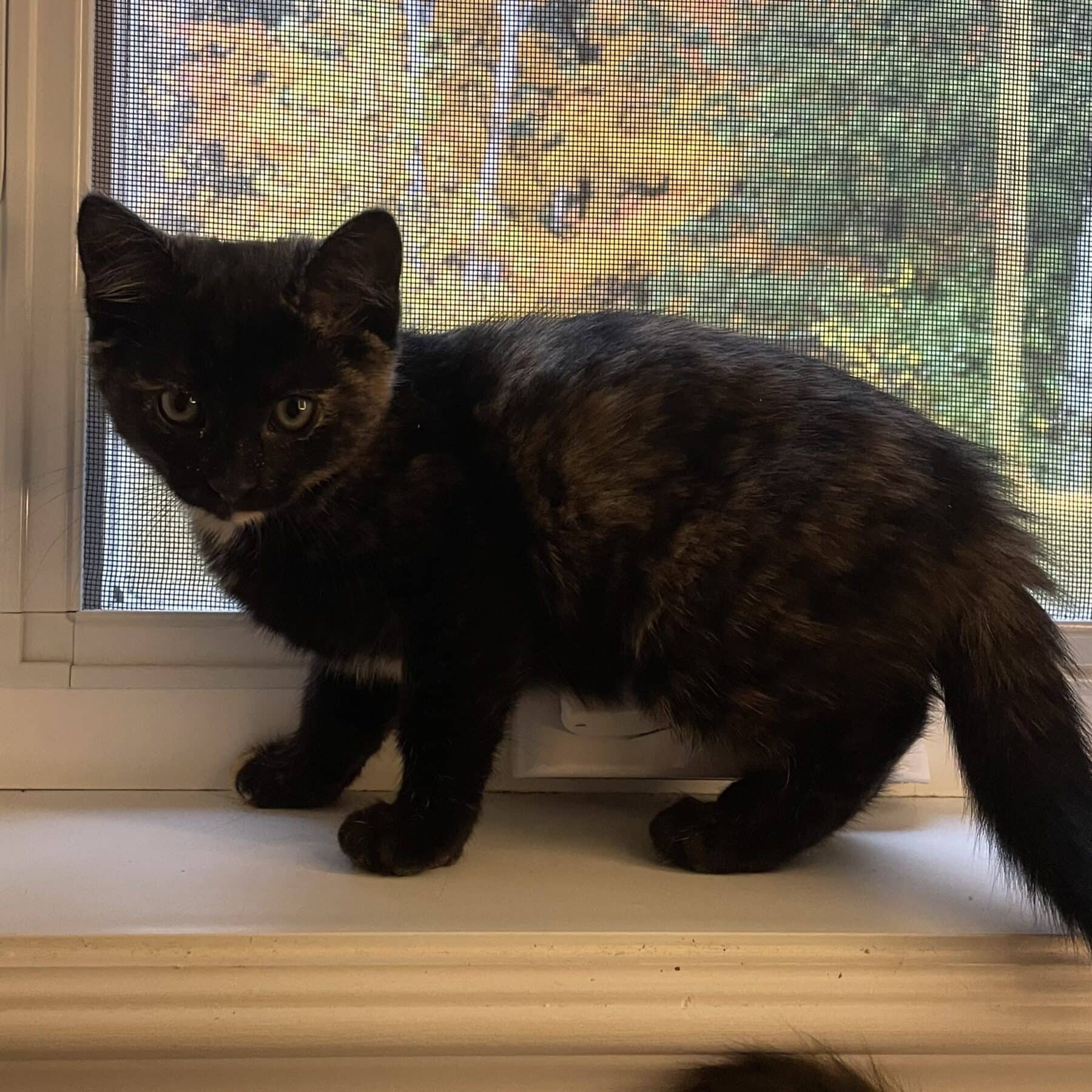 Pistache - Domestic available for adoption