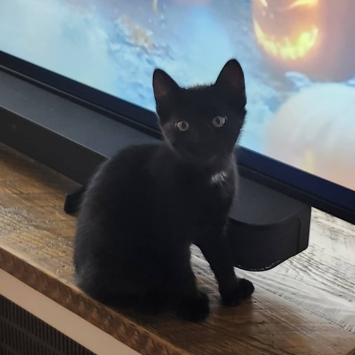 Quart de livre BLT - Domestic cat available for adoption at SPA de l'Estrie in Sherbrooke