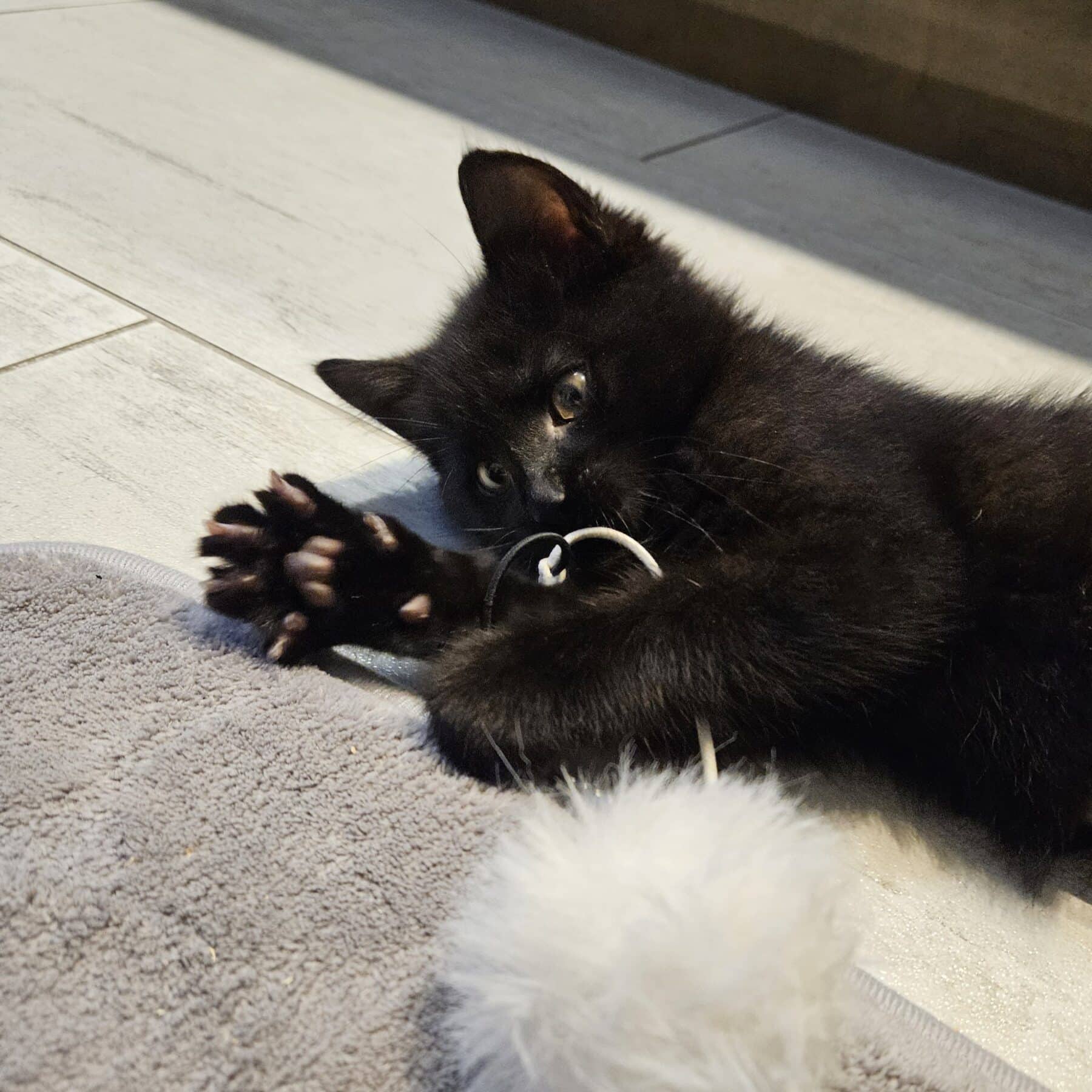 Tac - Domestic available for adoption