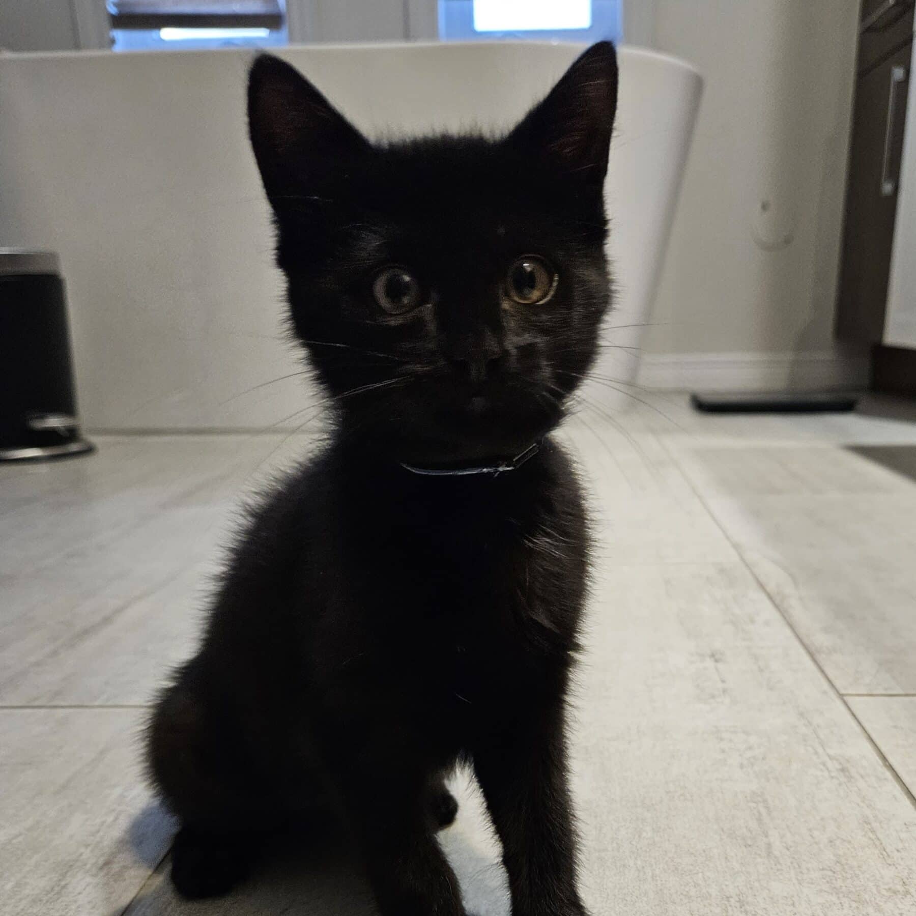 Toe - Domestic cat available for adoption at SPA de l'Estrie in Sherbrooke