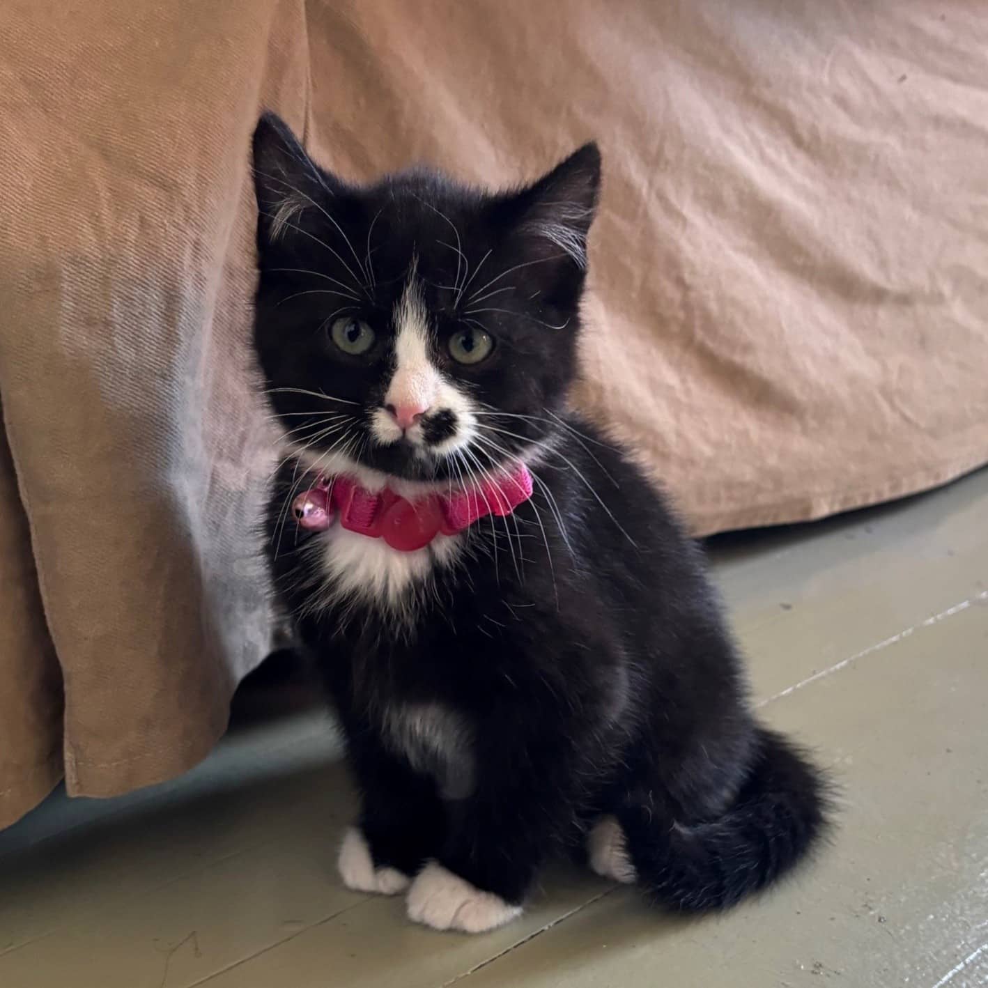 Wasabi - Domestic cat available for adoption at SPA de l'Estrie in Sherbrooke