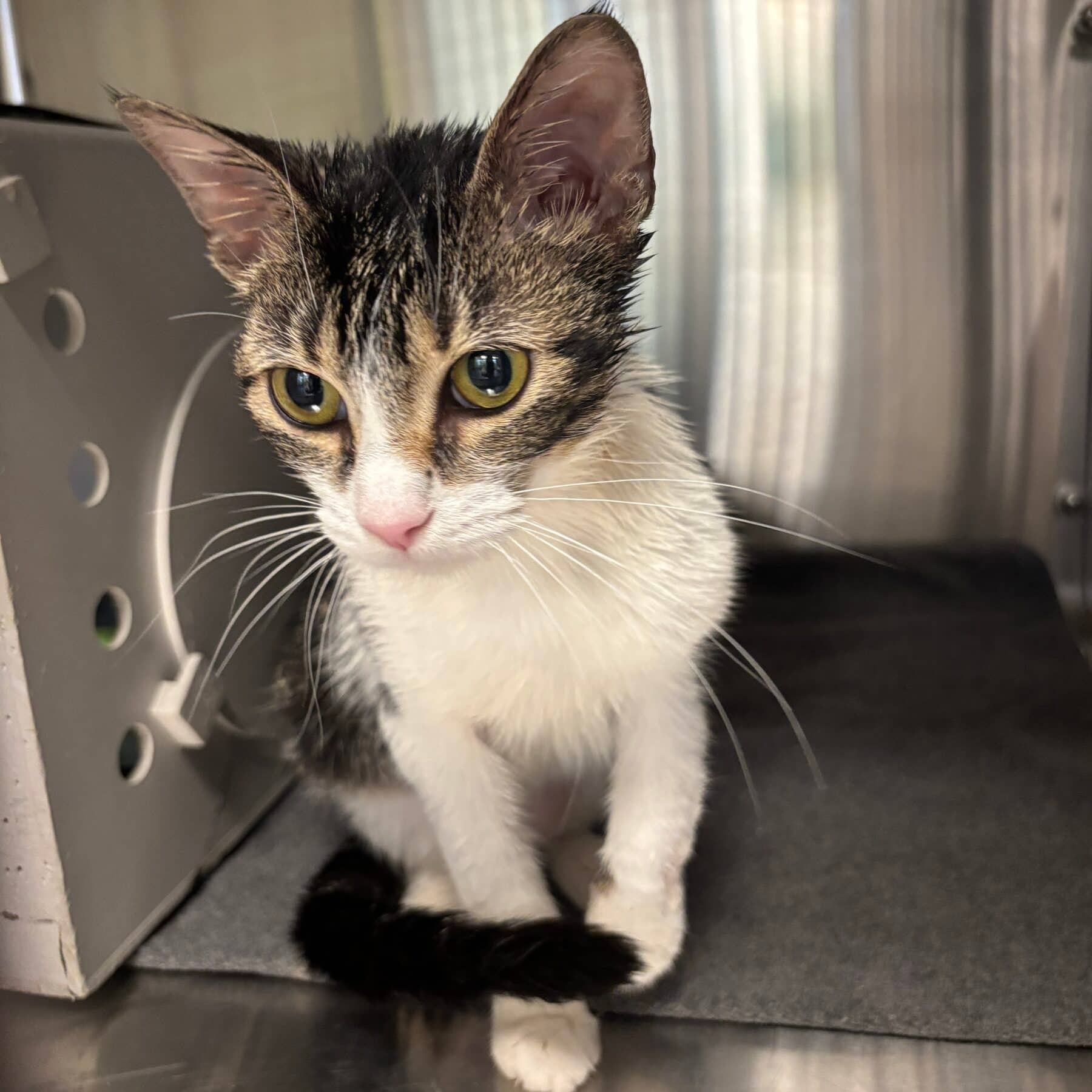 Anette - Domestic cat available for adoption at SPA de l'Estrie in Sherbrooke