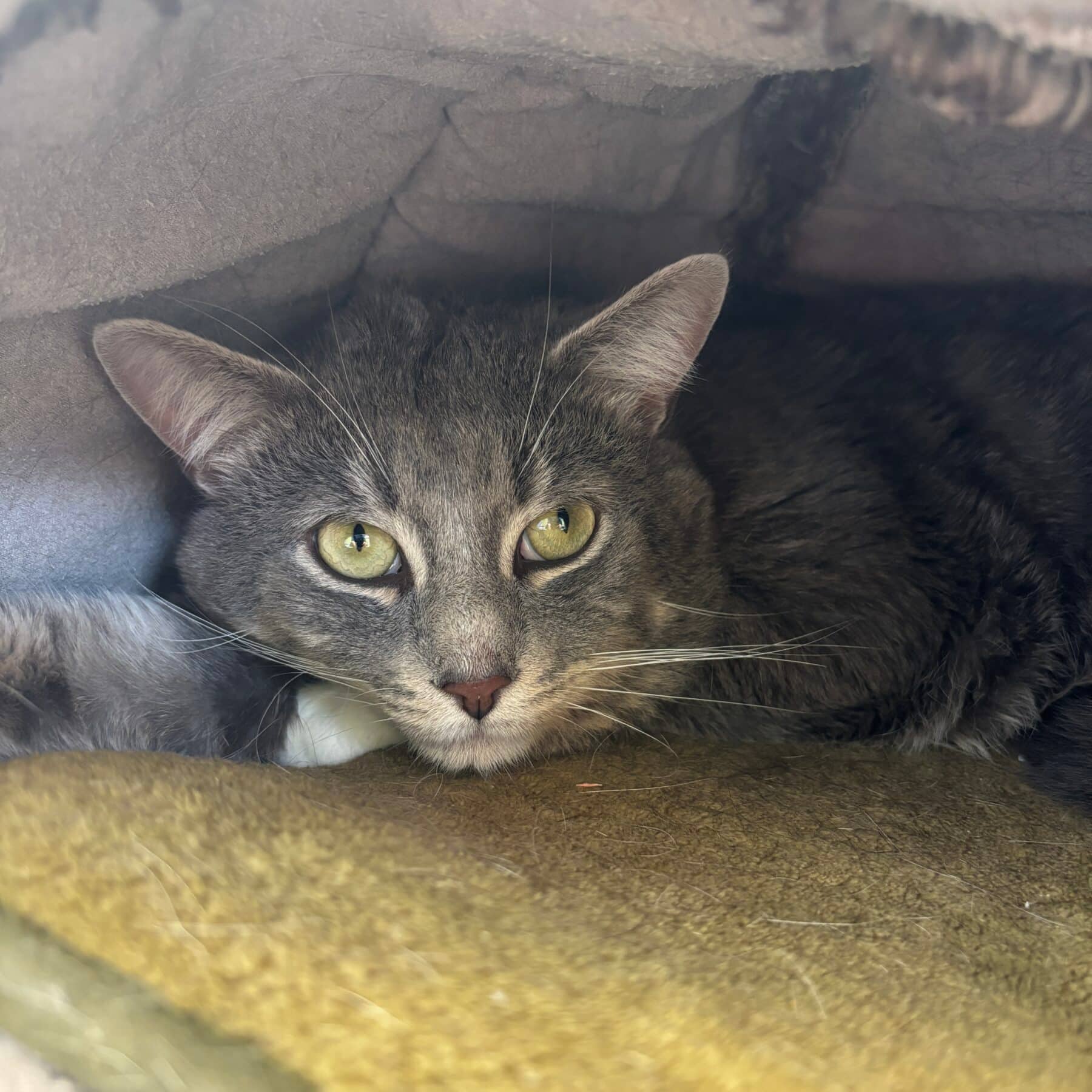 Baba Ganoush - Domestic cat available for adoption at SPA de l'Estrie in Sherbrooke