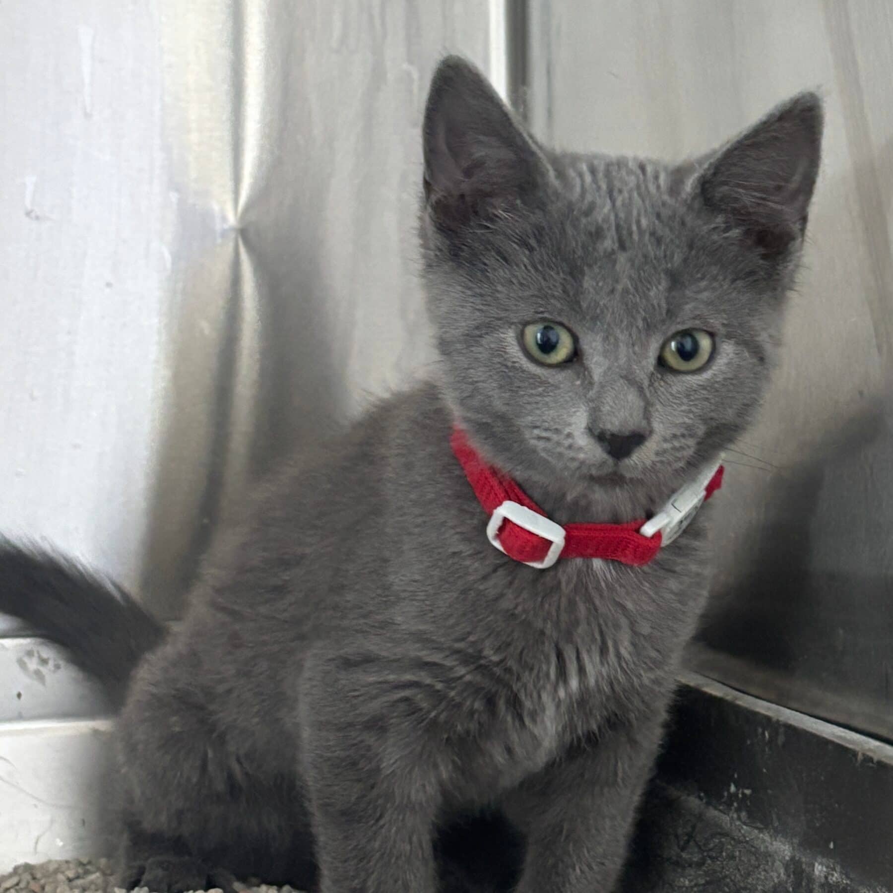 Blanket - Domestic cat available for adoption at SPA de l'Estrie in Sherbrooke