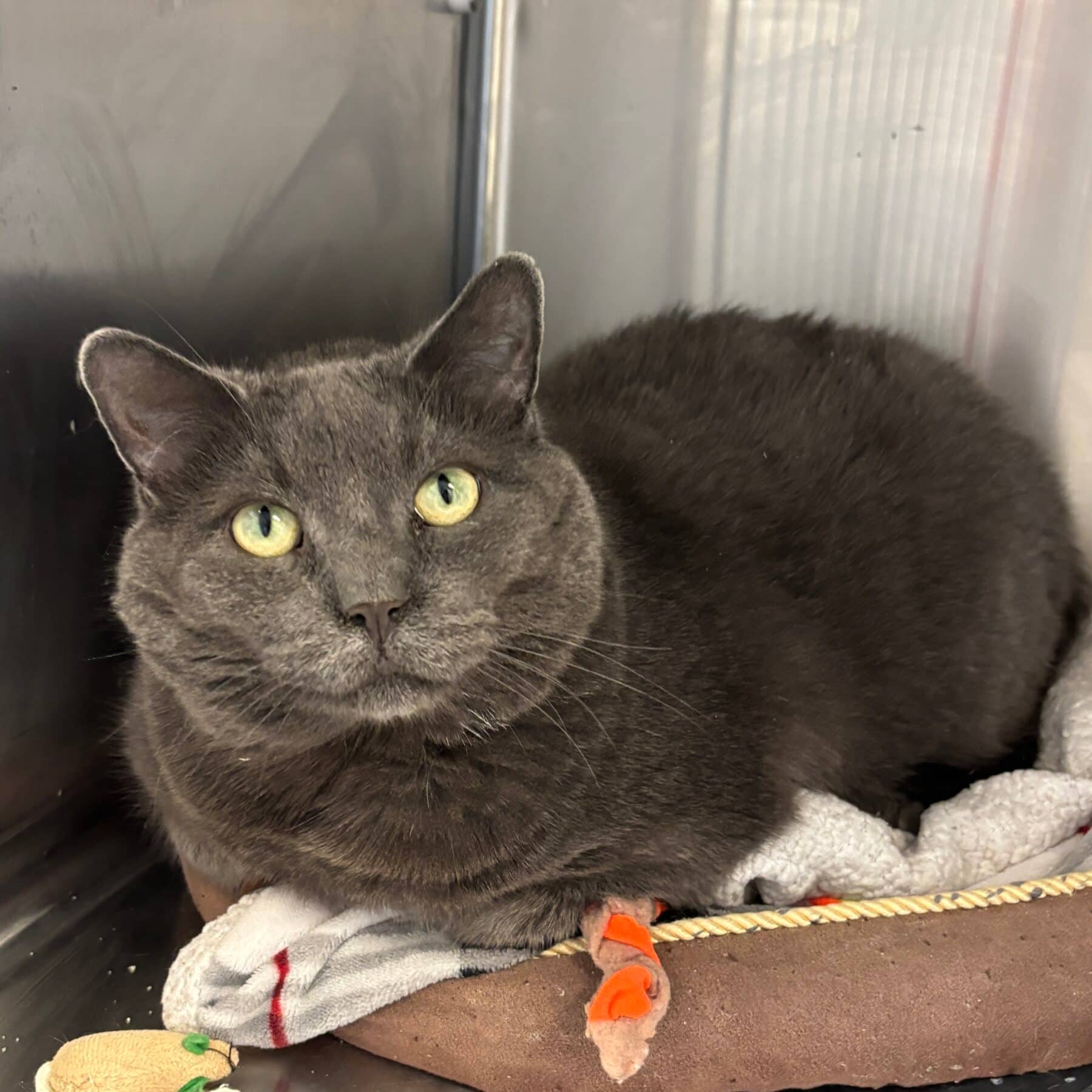 Boris - Domestic cat available for adoption at SPA de l'Estrie in Sherbrooke