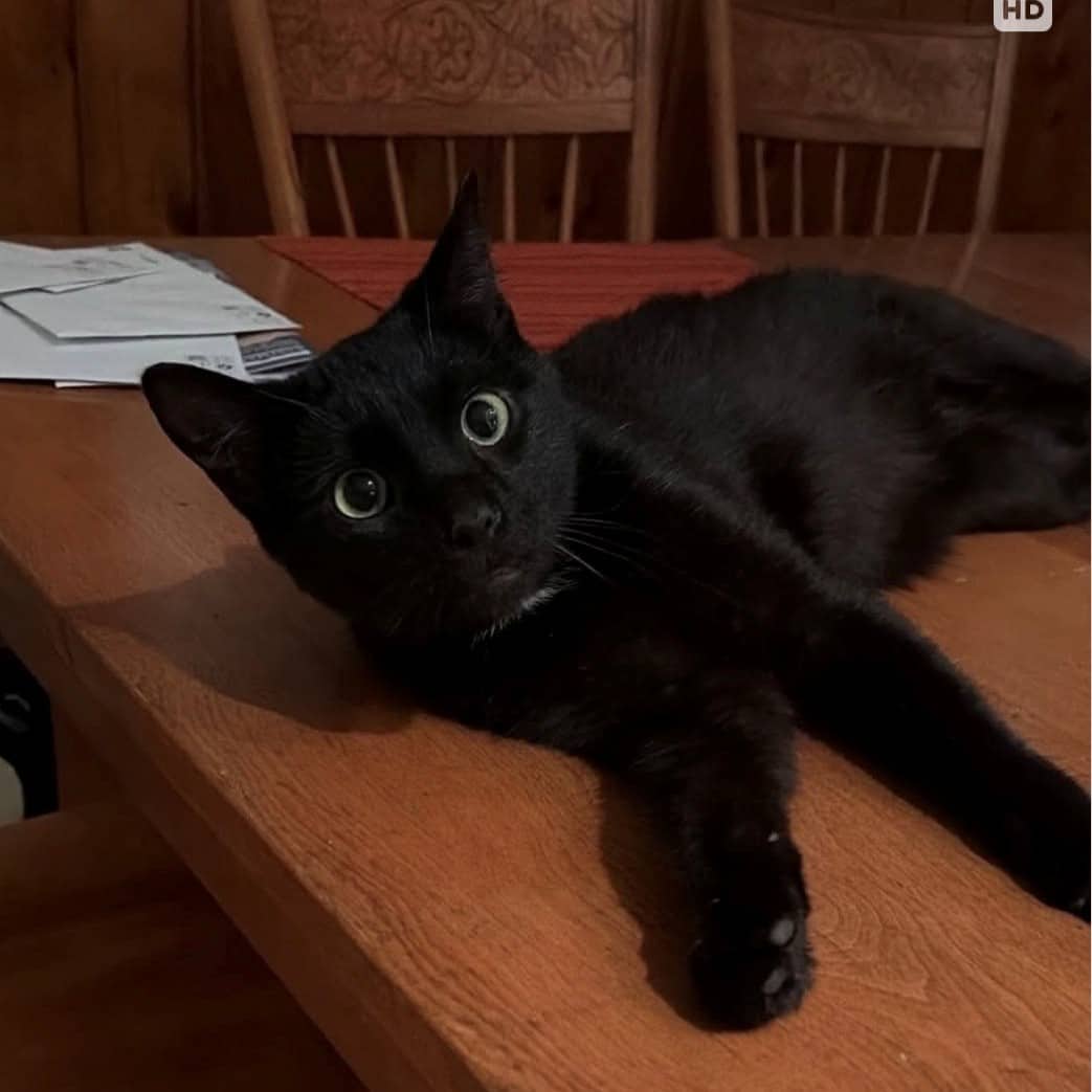 Café - Domestic cat available for adoption at SPA de l'Estrie in Sherbrooke
