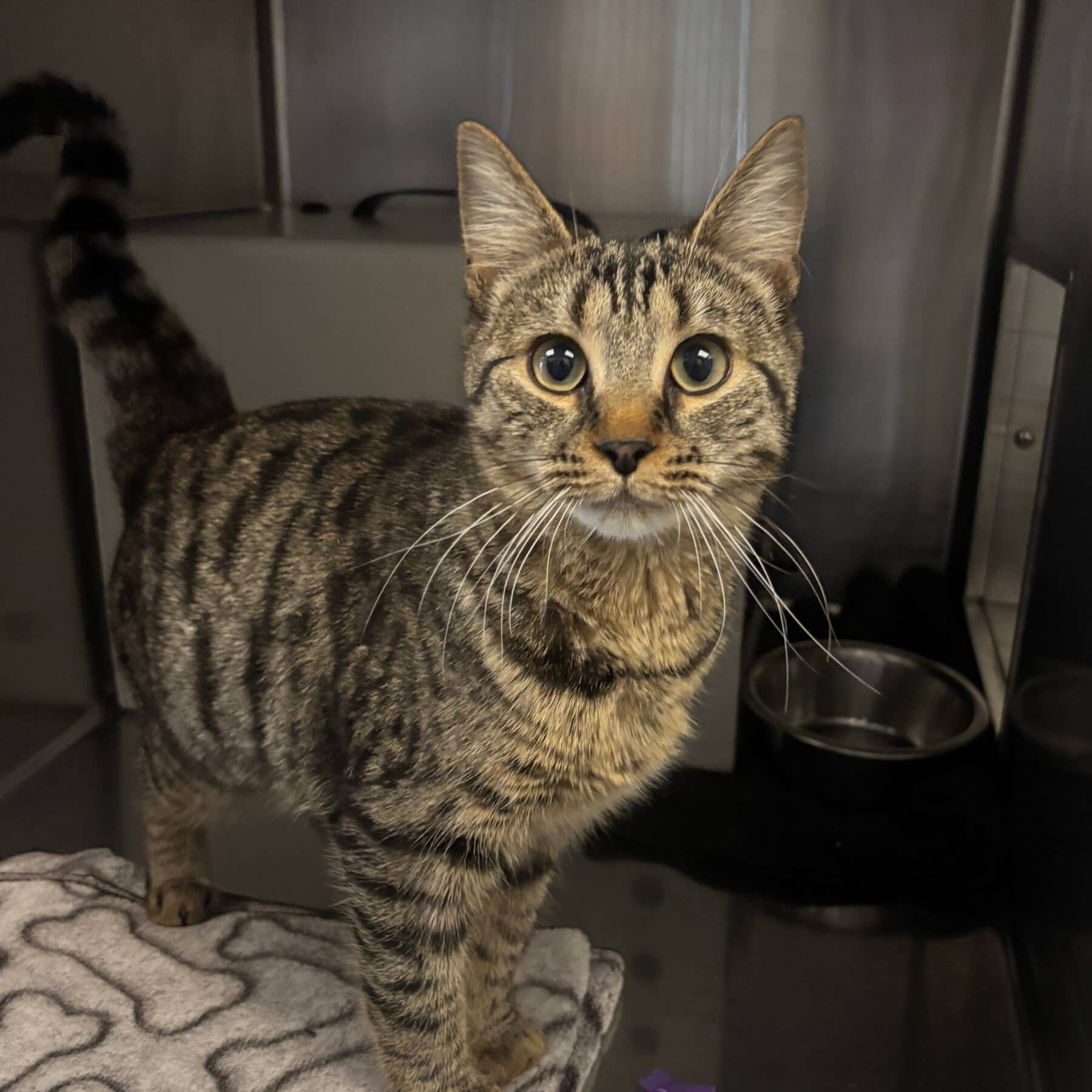 Caféine - Domestic cat available for adoption at SPA de l'Estrie in Sherbrooke