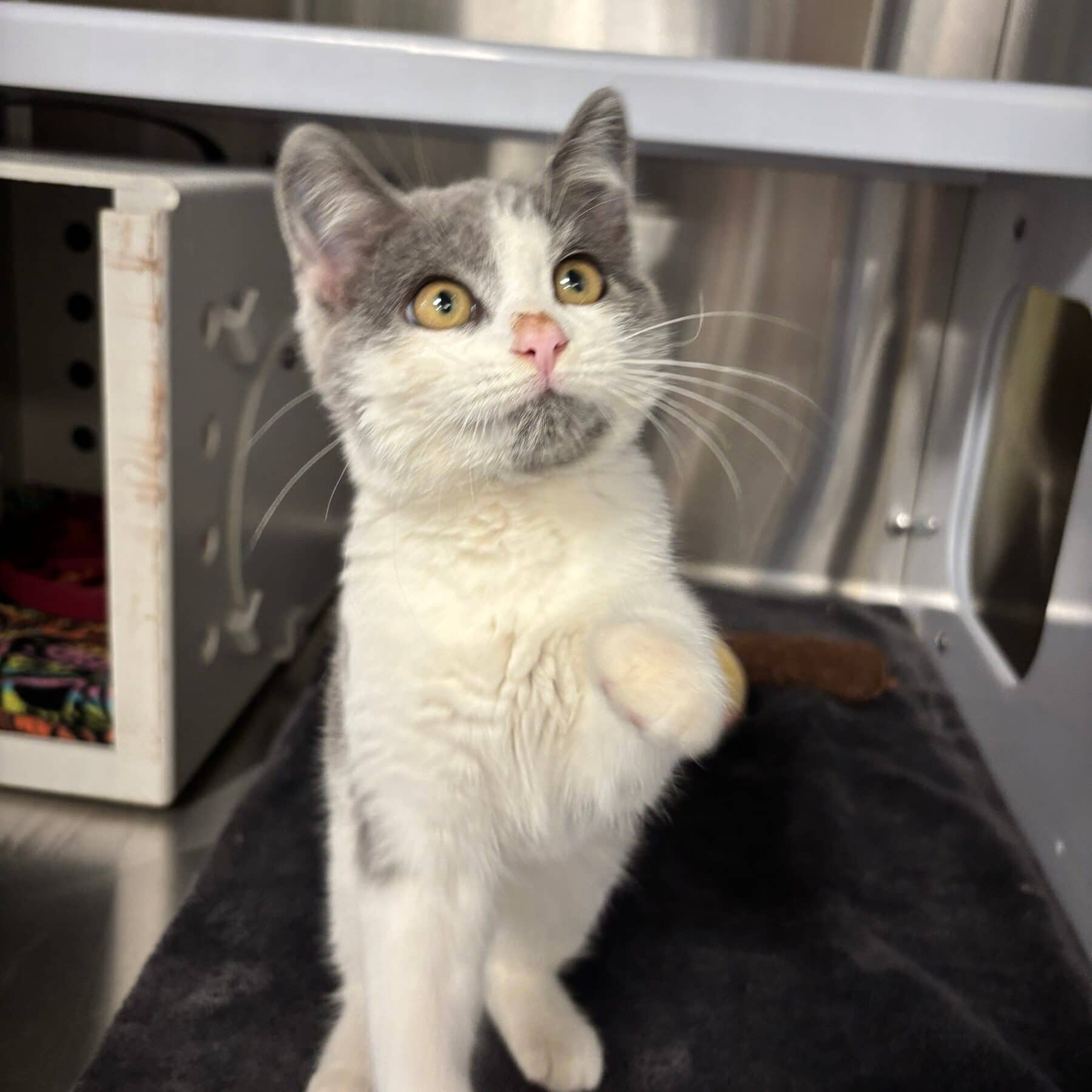Cassie - Domestic cat available for adoption at SPA de l'Estrie in Sherbrooke