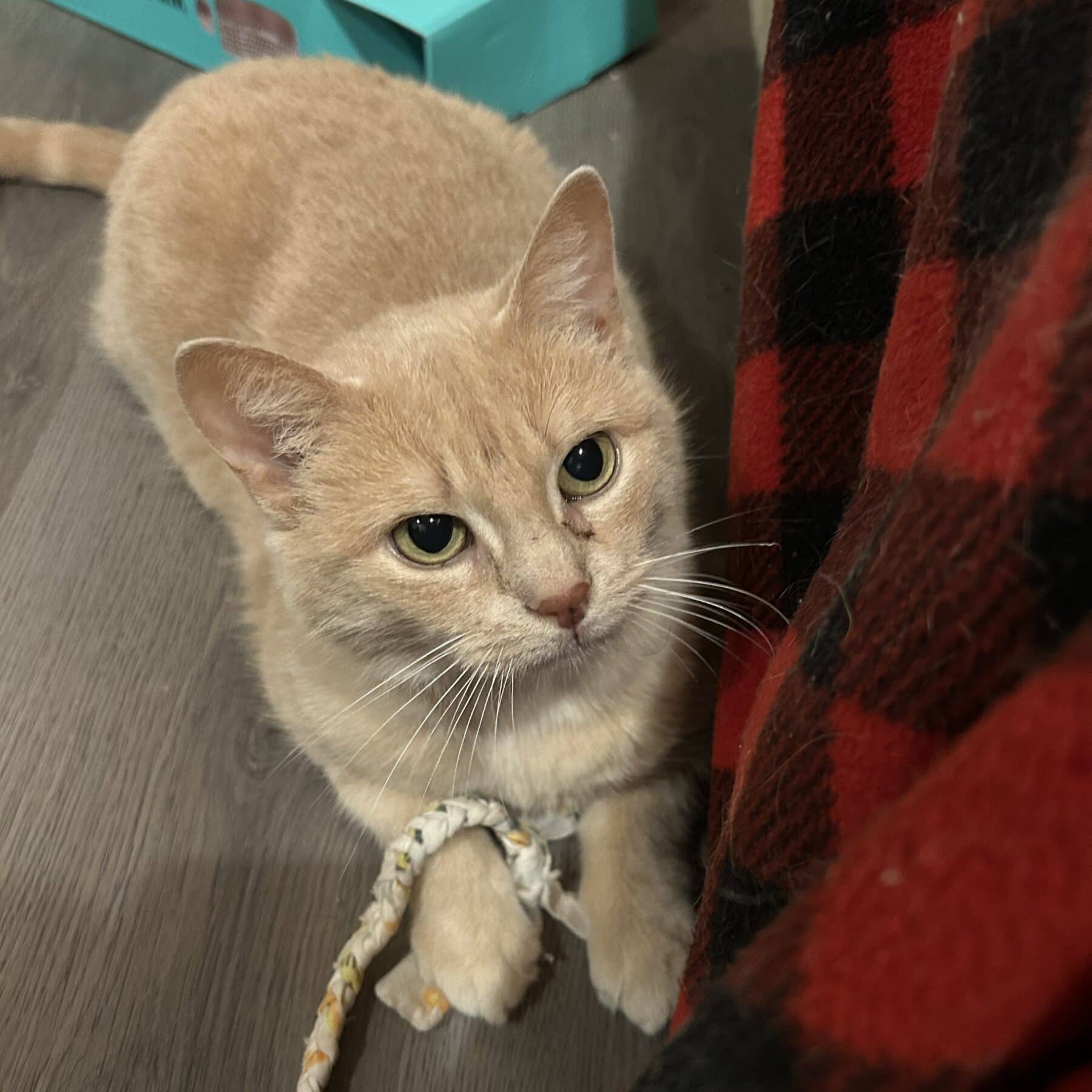 Cloud - Domestic cat available for adoption at SPA de l'Estrie in Sherbrooke