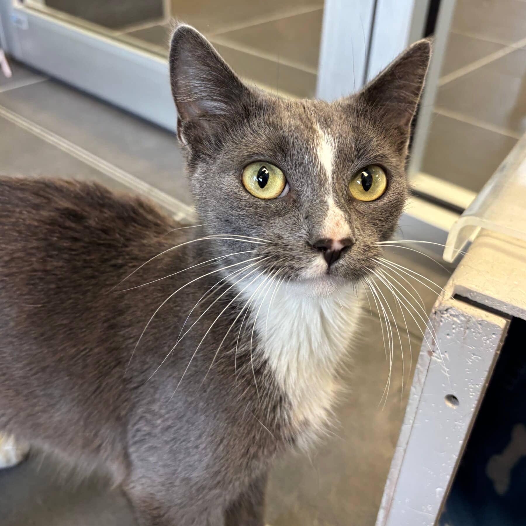 Crayon - Domestic cat available for adoption at SPA de l'Estrie in Sherbrooke