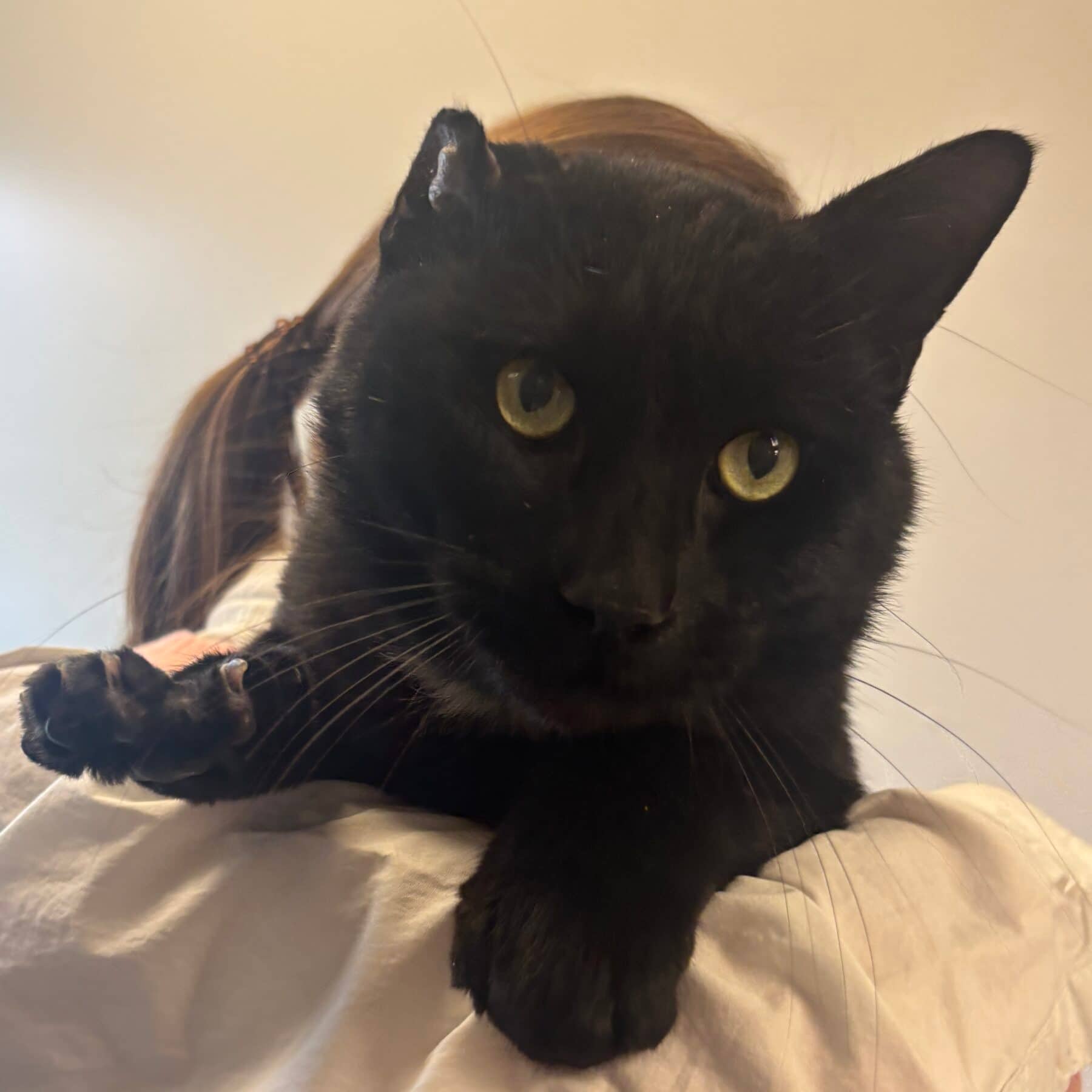 Crêpe Suzette - Domestic cat available for adoption at SPA de l'Estrie in Sherbrooke