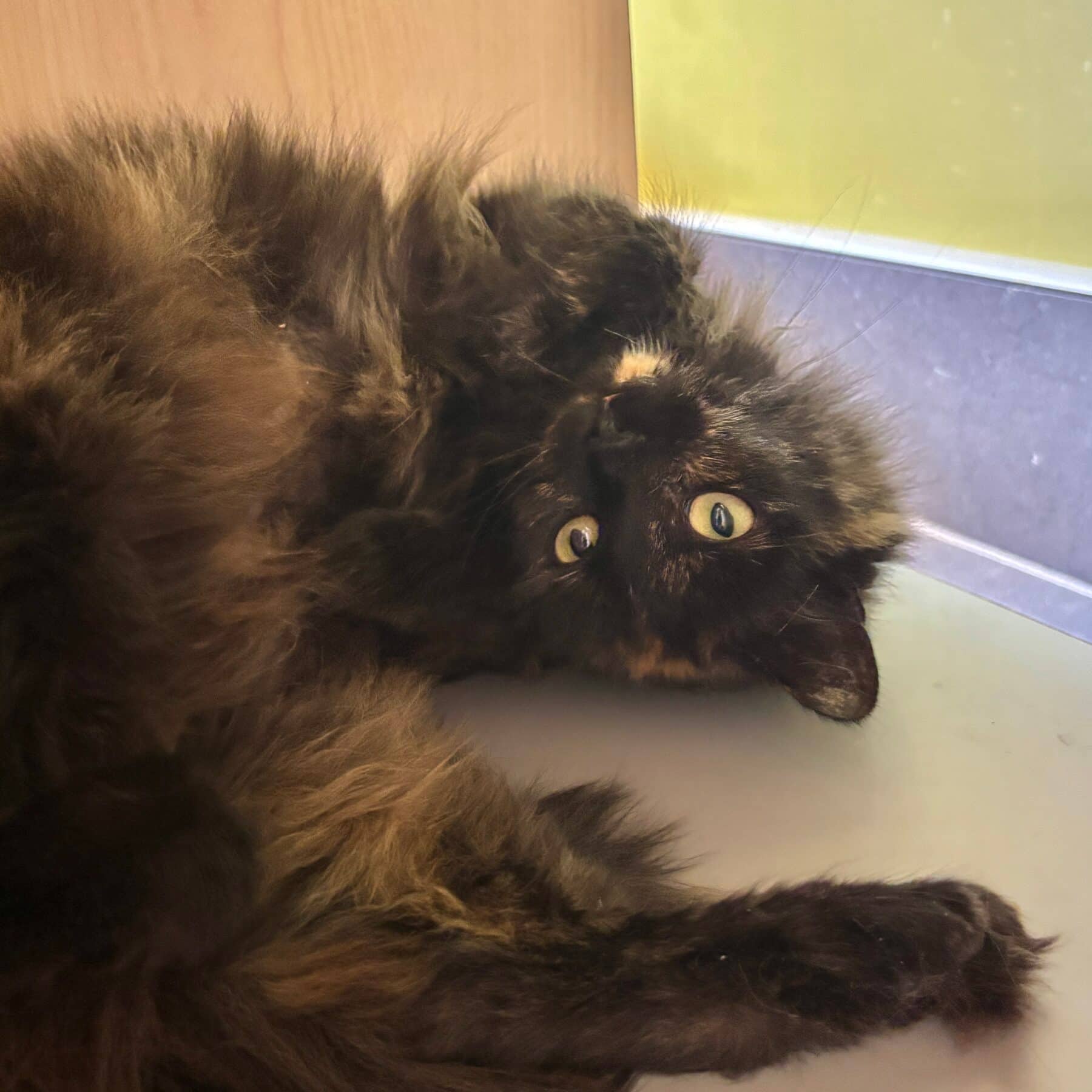Croquette Binette - Domestic available for adoption