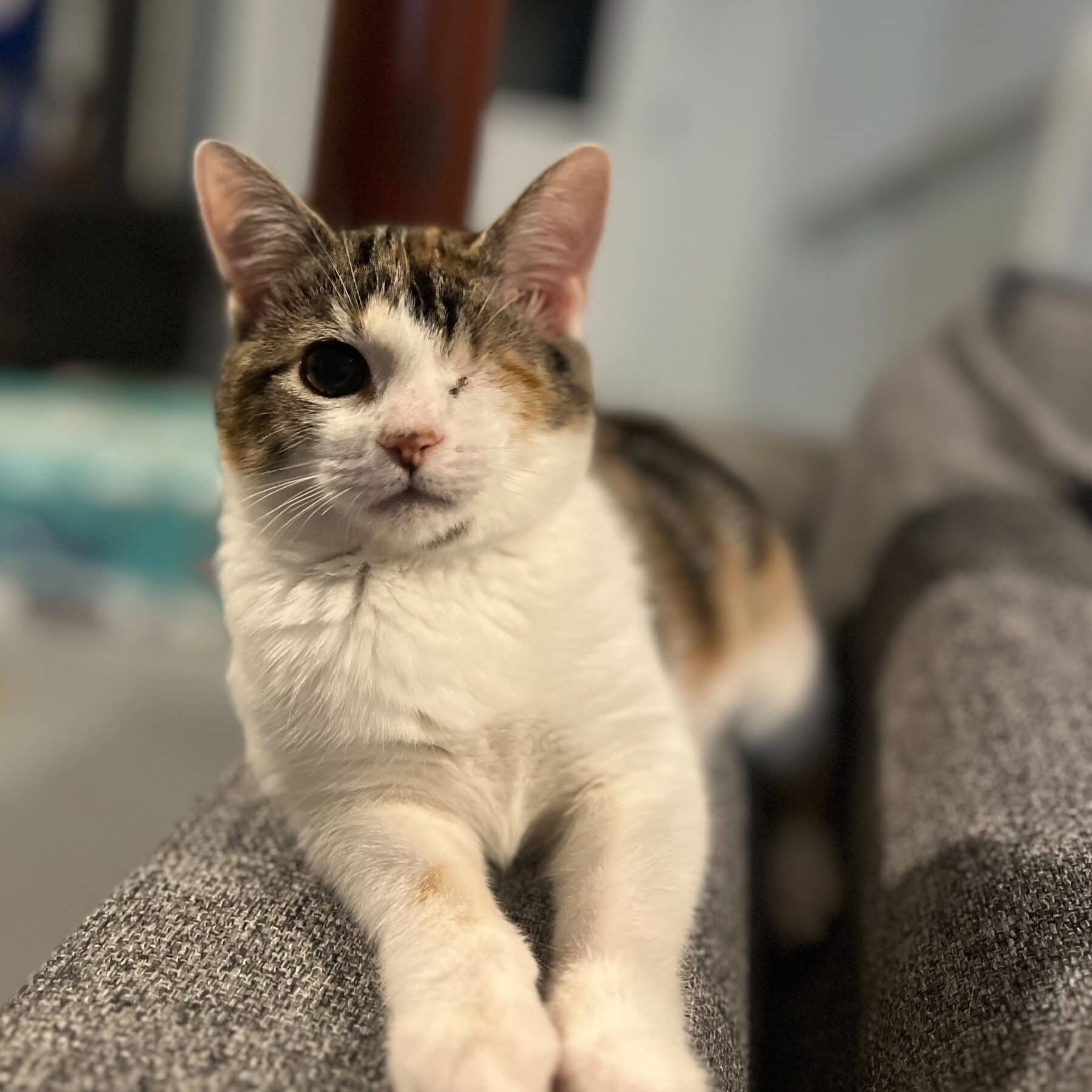 Crustee - Domestic available for adoption