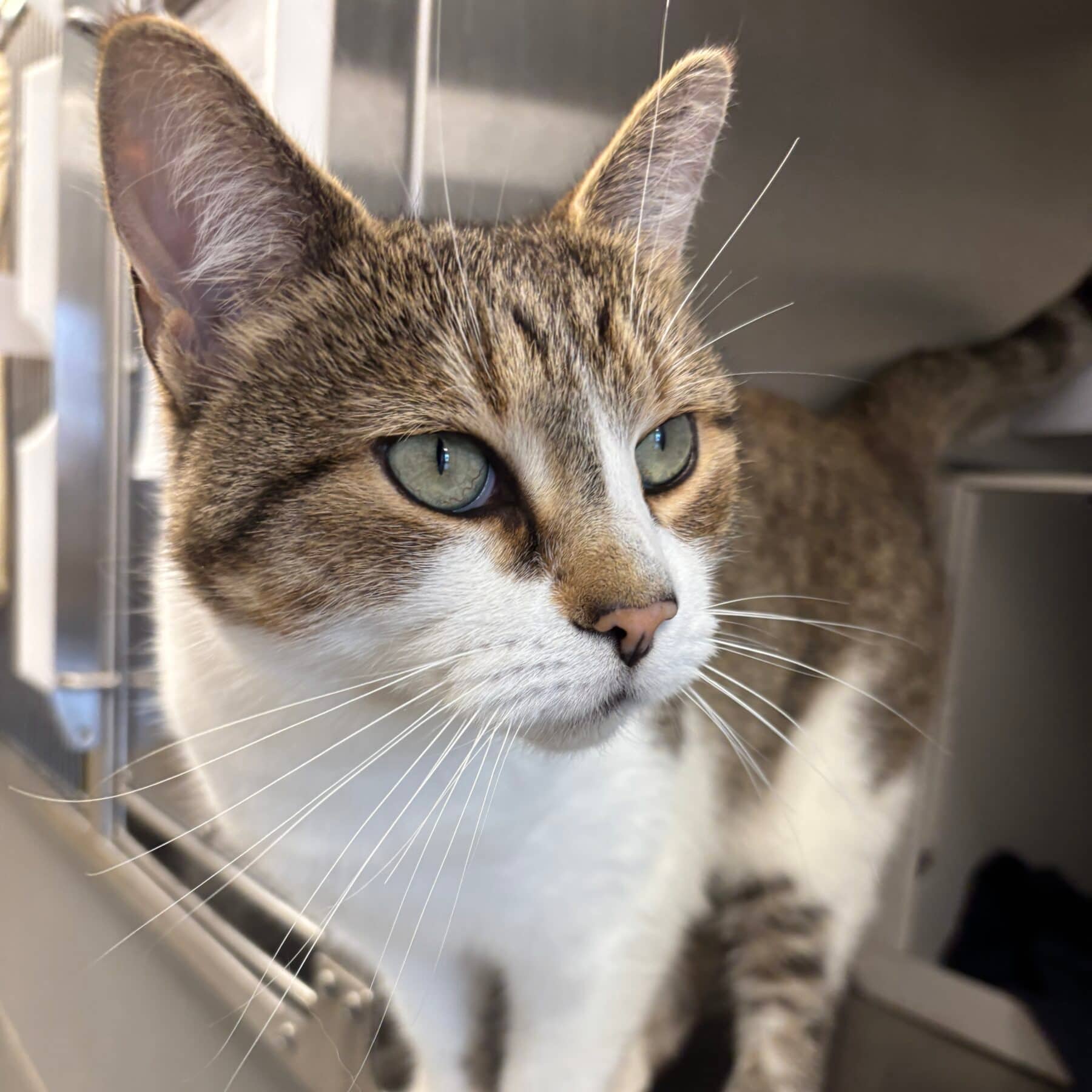 Disco - Domestic cat available for adoption at SPA de l'Estrie in Sherbrooke