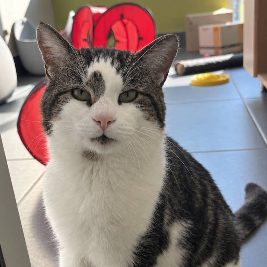 Ernest - Domestic cat available for adoption at SPA de l'Estrie in Sherbrooke