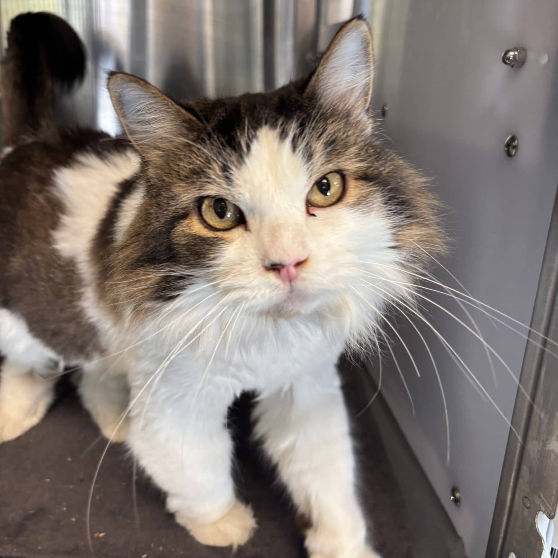 Fluffy - Domestic cat available for adoption at SPA de l'Estrie in Sherbrooke