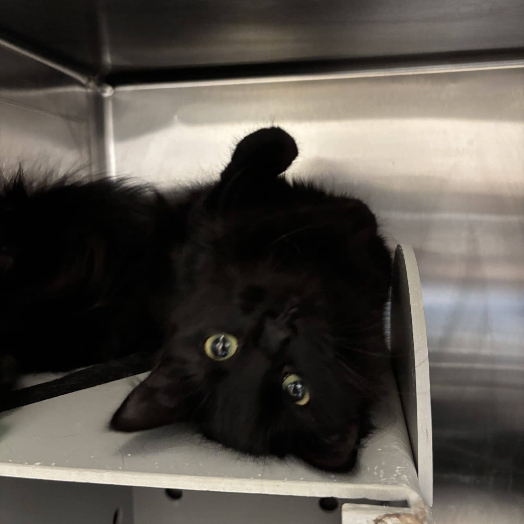 Galaxie - Domestic cat available for adoption at SPA de l'Estrie in Sherbrooke