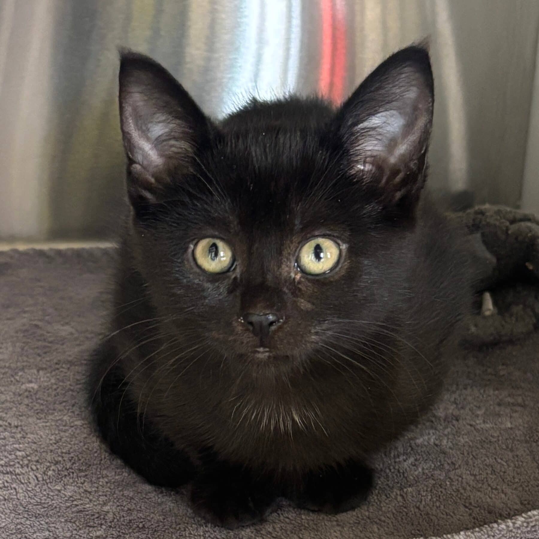 Grace - Domestic cat available for adoption at SPA de l'Estrie in Sherbrooke