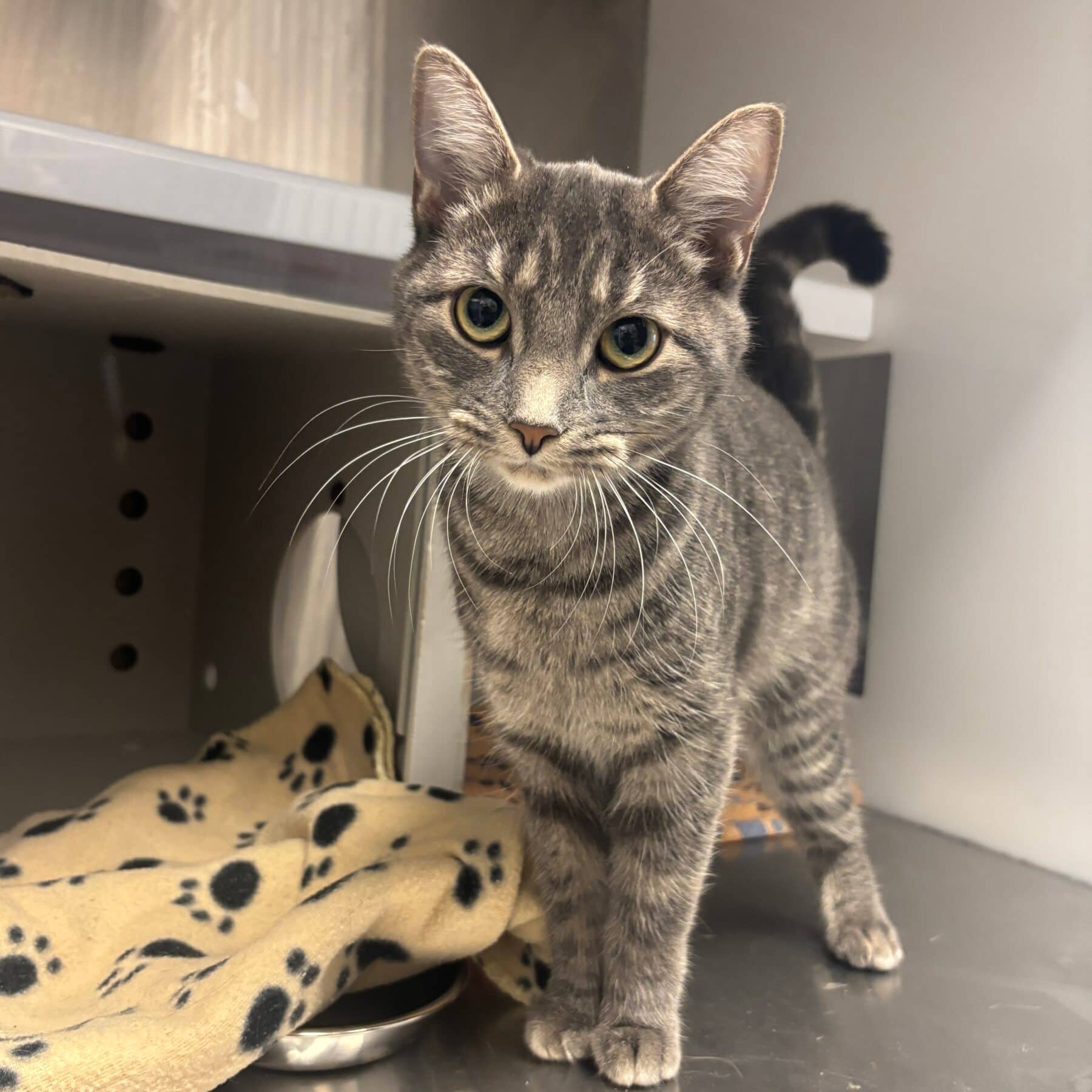 Guidoune - Domestic cat available for adoption at SPA de l'Estrie in Sherbrooke