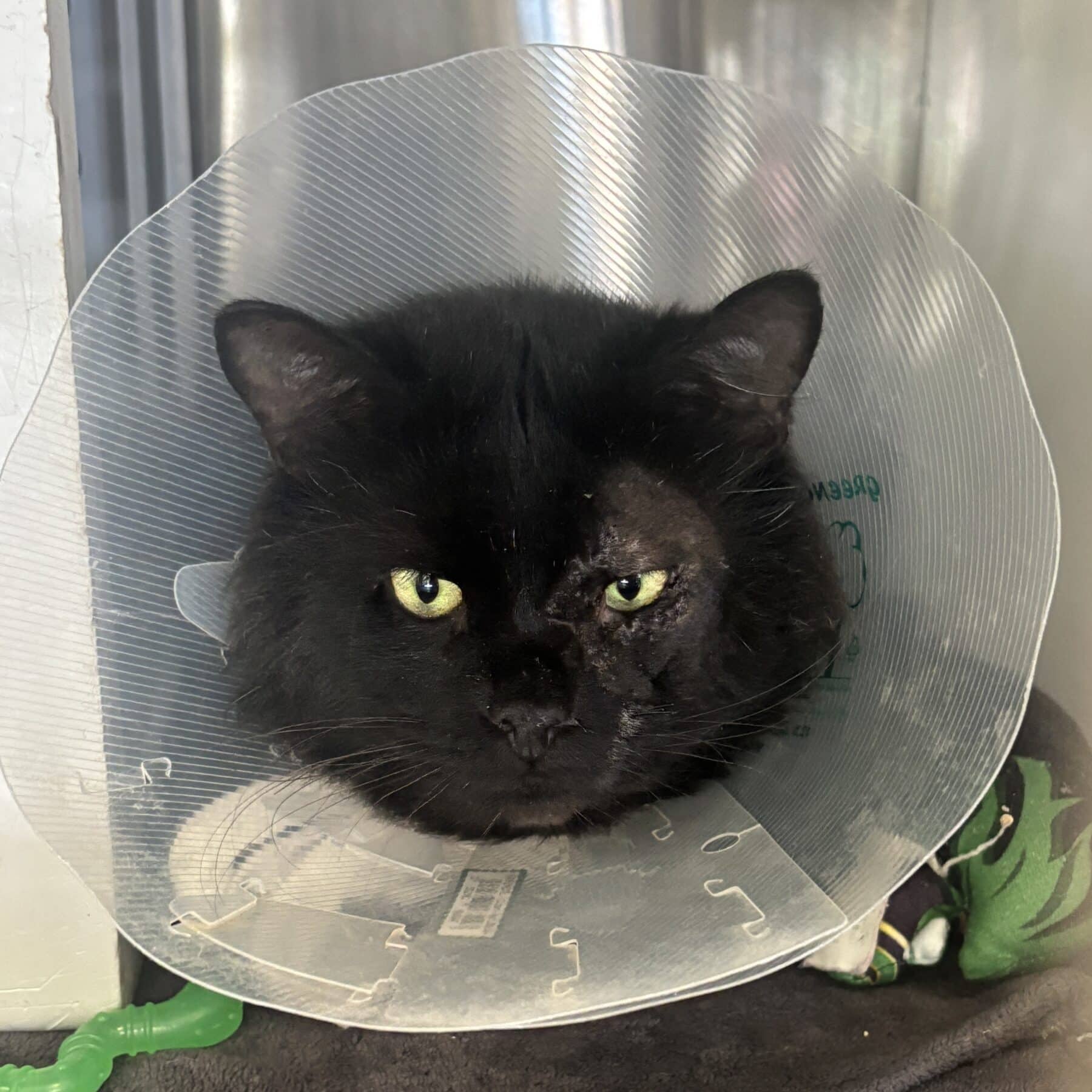 Horace - Domestic cat available for adoption at SPA de l'Estrie in Sherbrooke