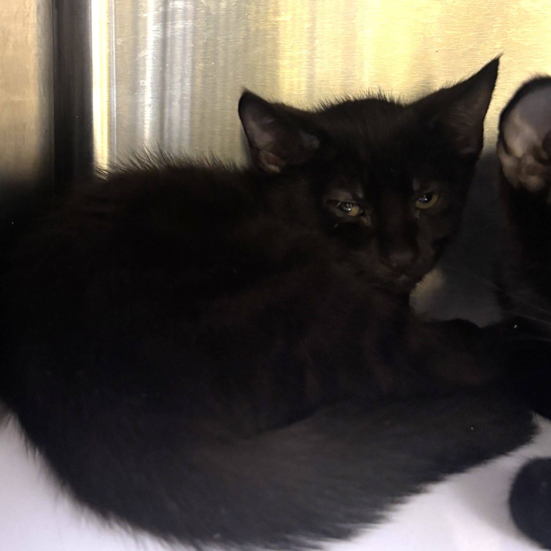 Jake Sully - Domestic cat available for adoption at SPA de l'Estrie in Sherbrooke