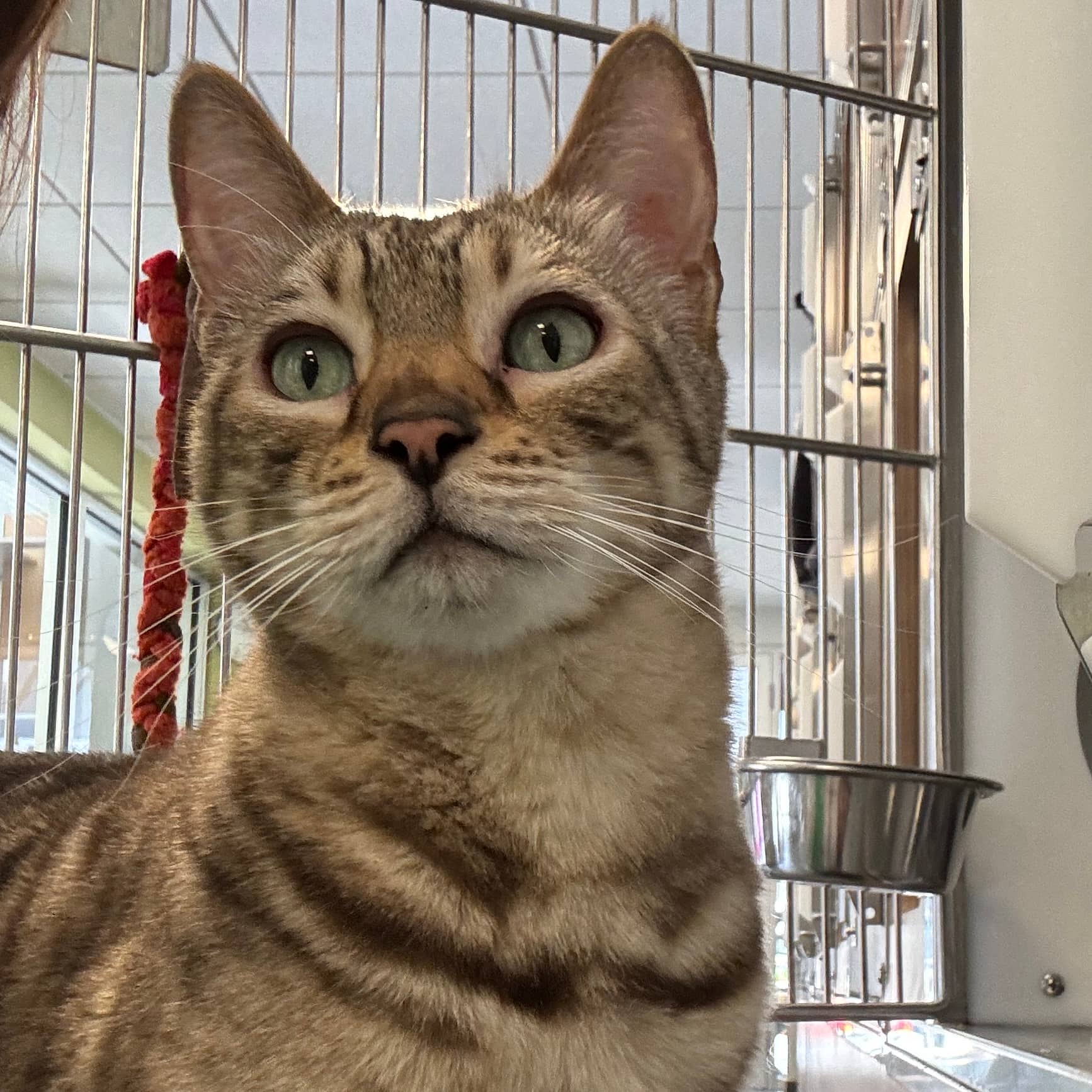 Jumper (dégriffé aux 4 pattes) - Domestique / Bengal available for adoption