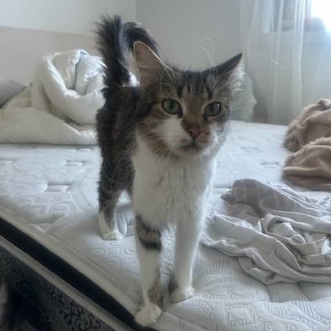 Layana - Domestic cat available for adoption at SPA de l'Estrie in Sherbrooke