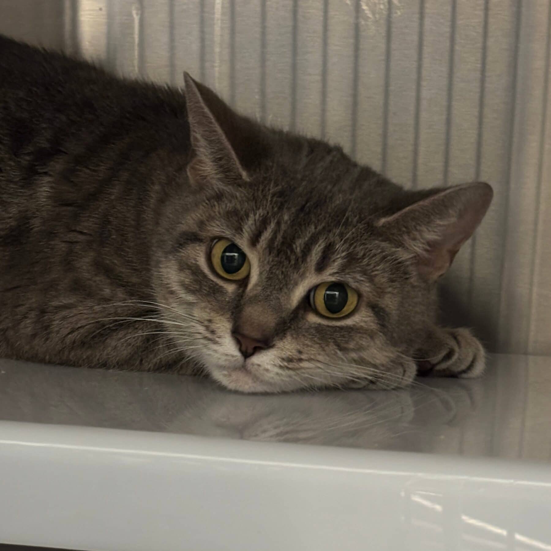 Lilly - Domestic cat available for adoption at SPA de l'Estrie in Sherbrooke