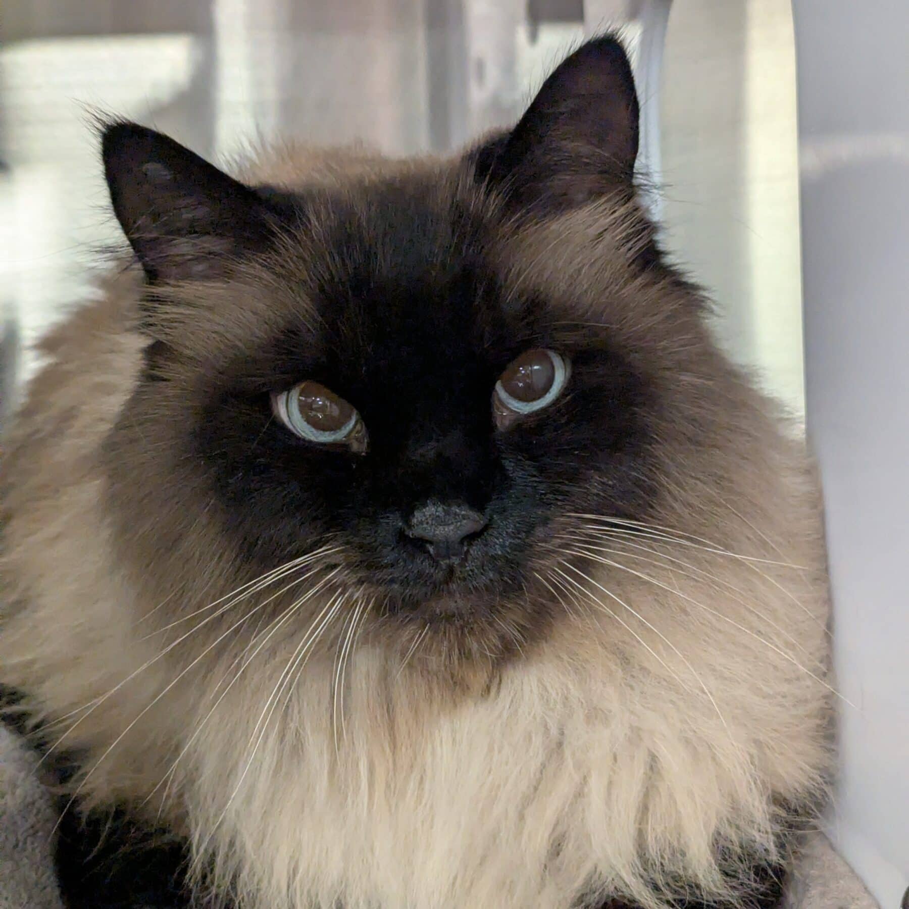 Lucien le magicien - Domestic cat available for adoption at SPA de l'Estrie in Sherbrooke