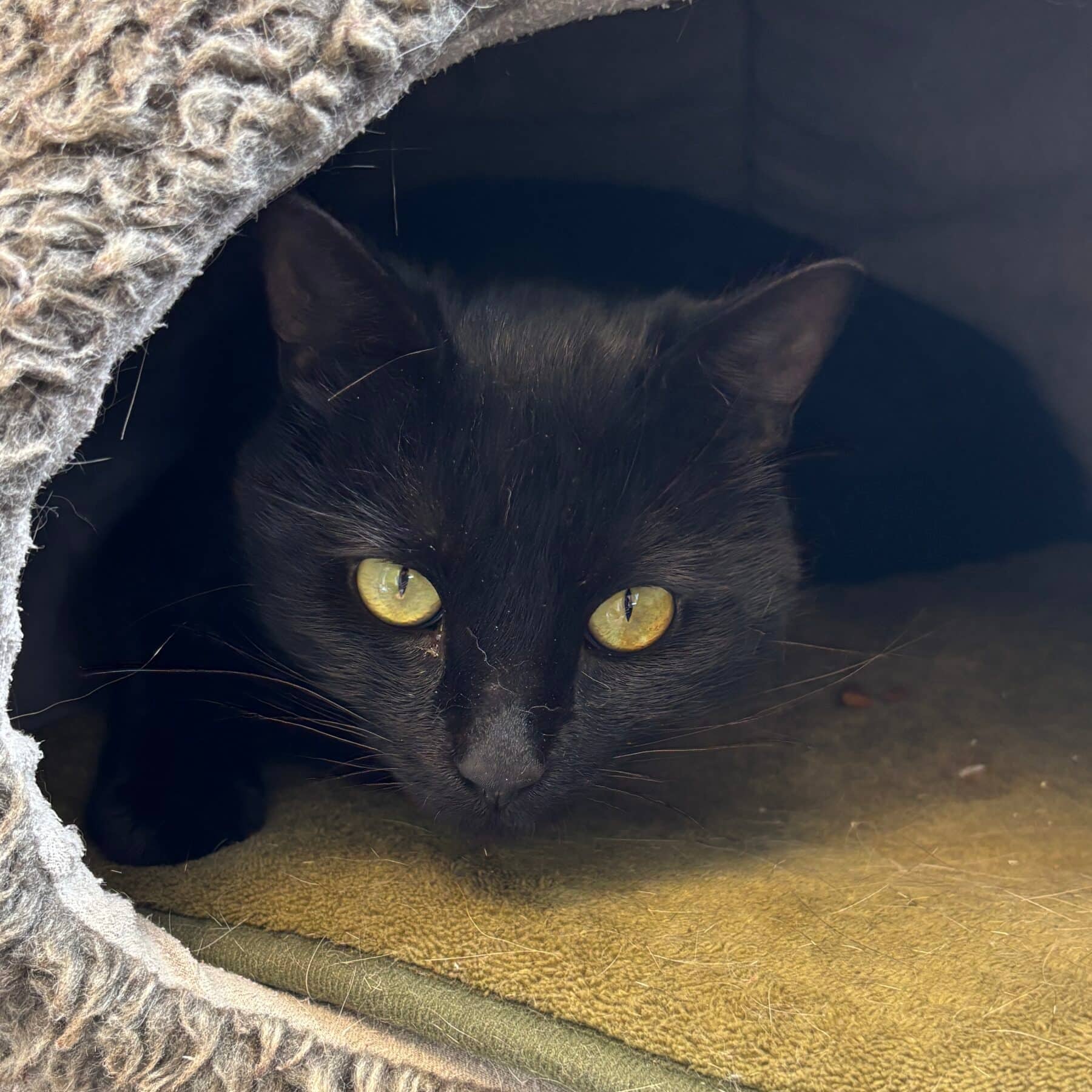 Luciole - Domestic cat available for adoption at SPA de l'Estrie in Sherbrooke