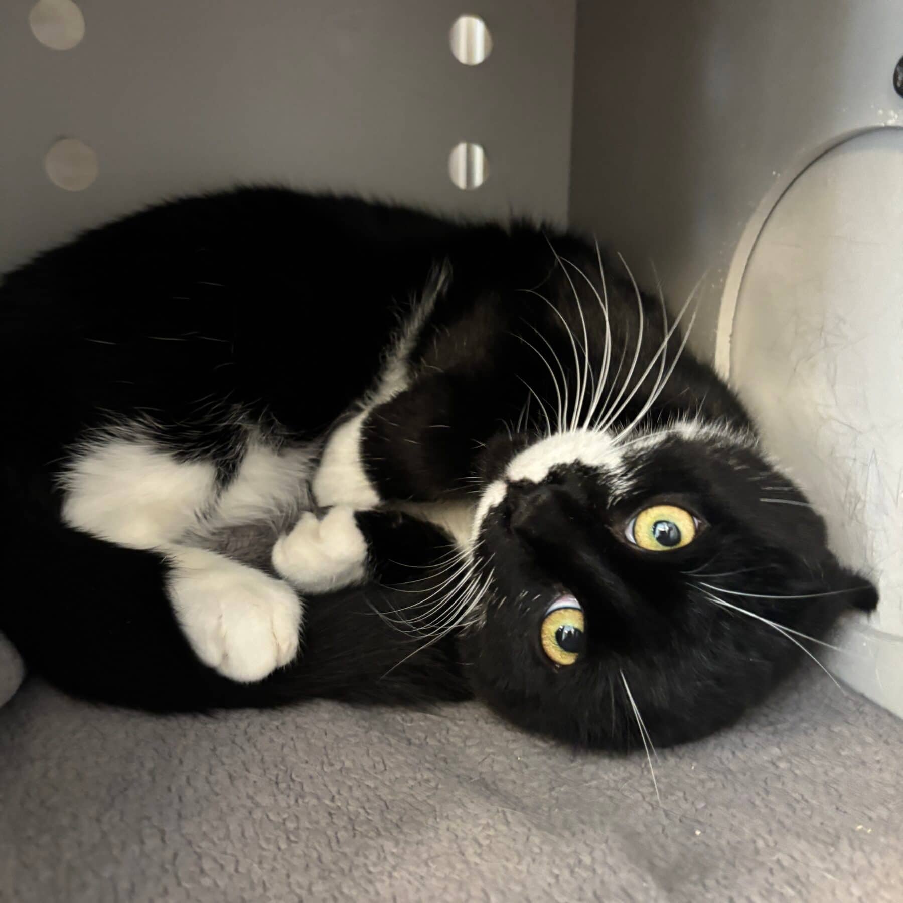 Madelein - Domestic cat available for adoption at SPA de l'Estrie in Sherbrooke