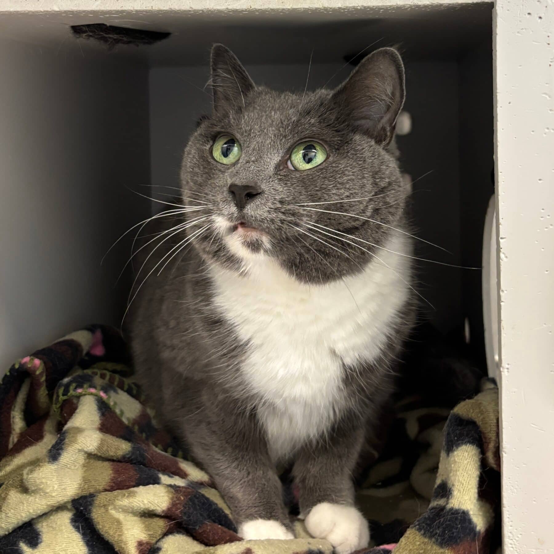 Mia - Domestic cat available for adoption at SPA de l'Estrie in Sherbrooke