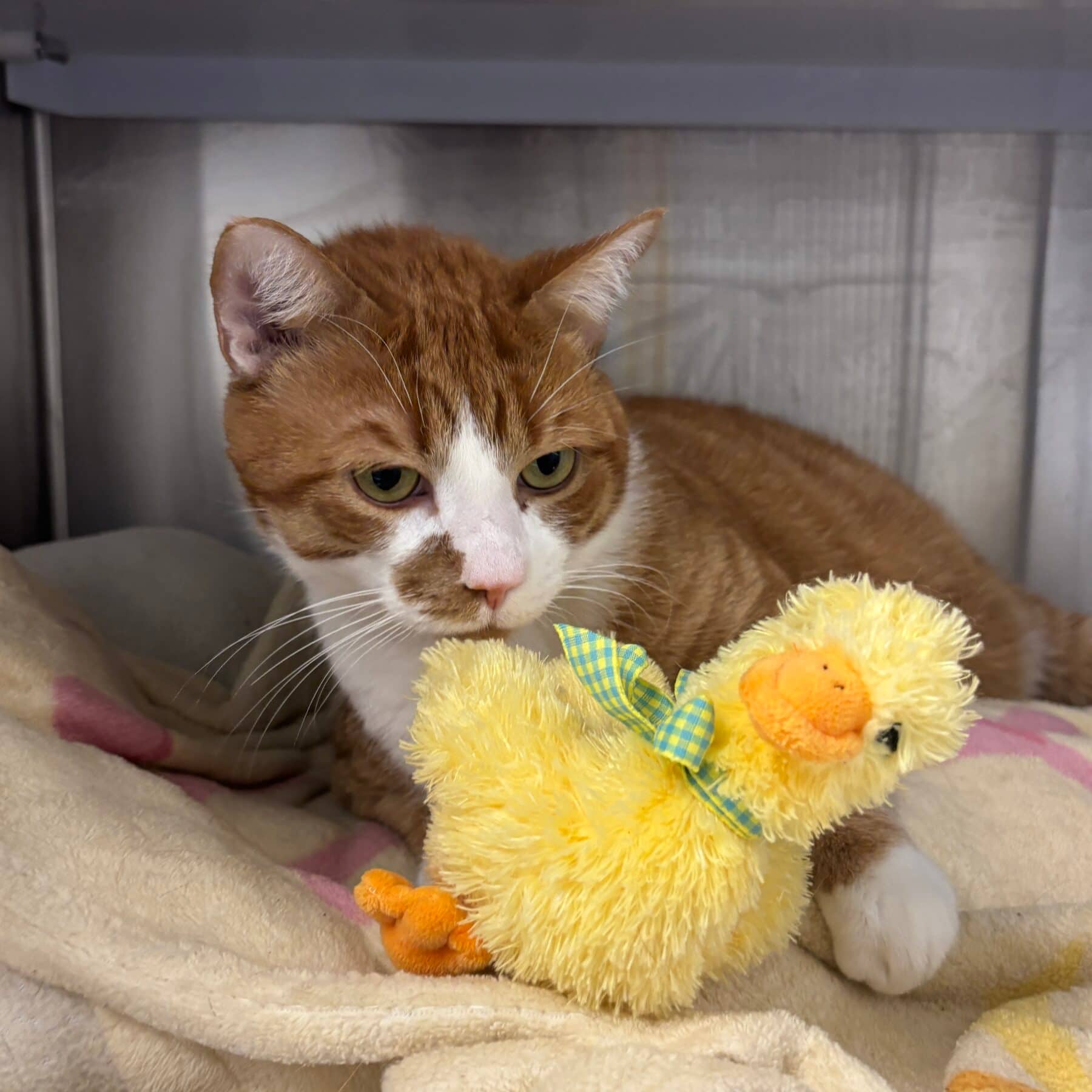 Muscade - Domestic cat available for adoption at SPA de l'Estrie in Sherbrooke