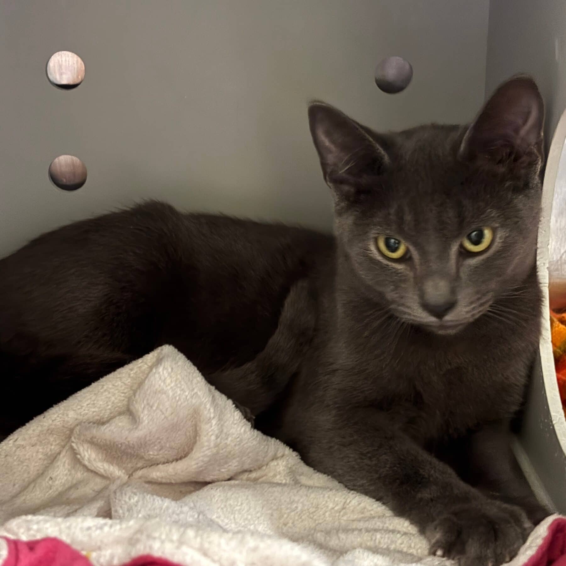 Nato - Domestic cat available for adoption at SPA de l'Estrie in Sherbrooke
