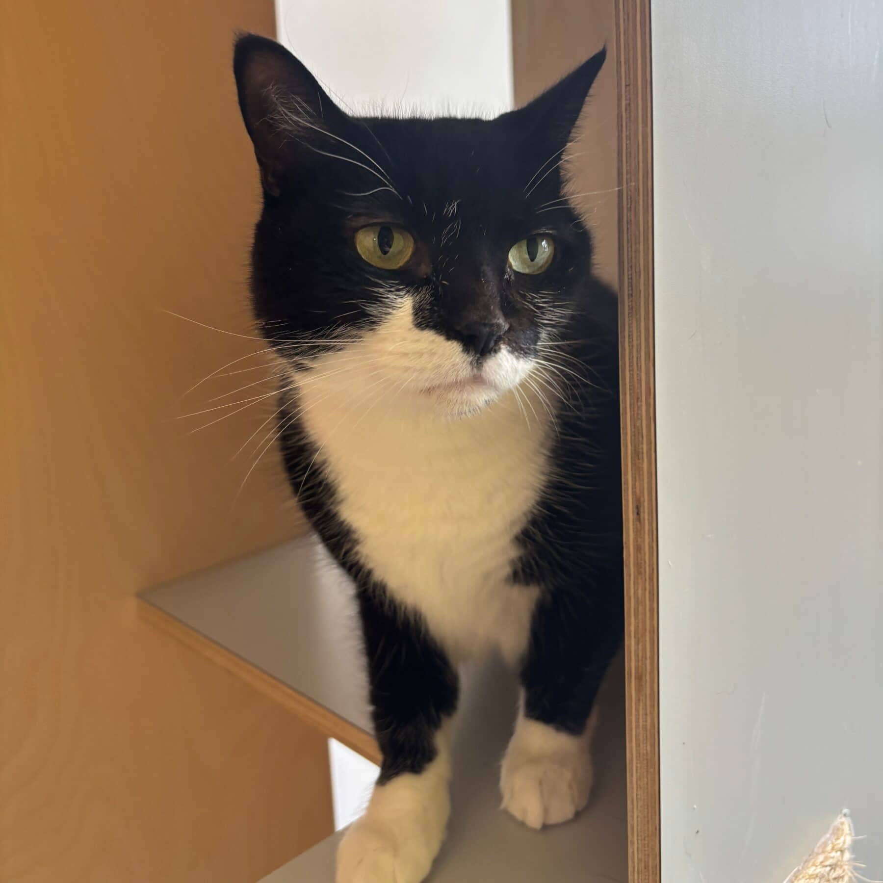 Nina - Domestic cat available for adoption at SPA de l'Estrie in Sherbrooke