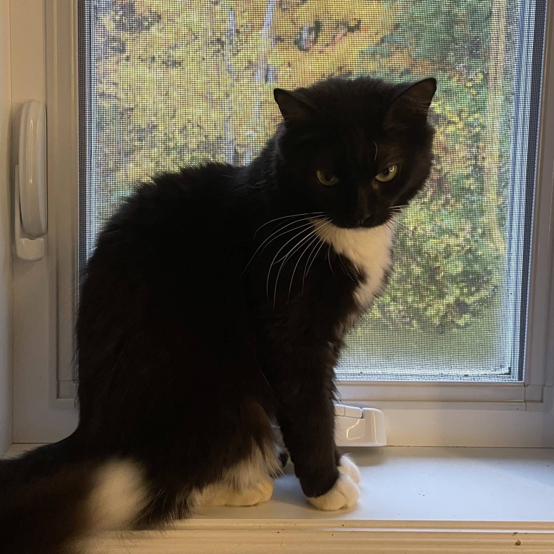 Paula - Domestic cat available for adoption at SPA de l'Estrie in Sherbrooke