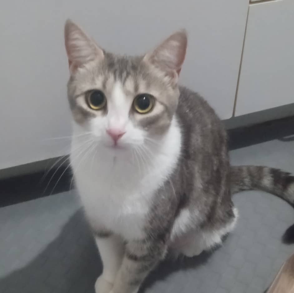 Rhéa - Domestic available for adoption