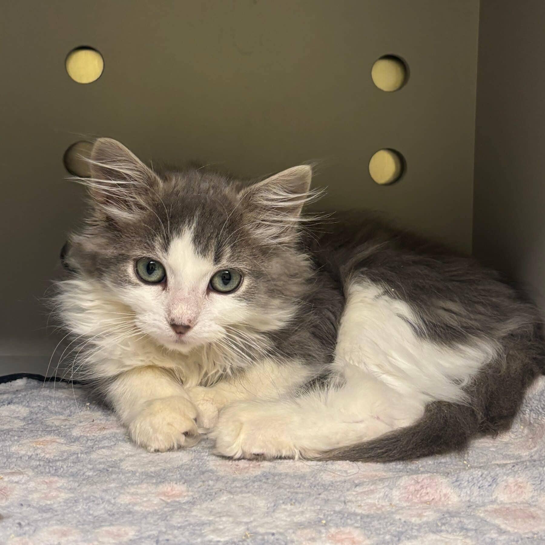 Rune - Domestic cat available for adoption at SPA de l'Estrie in Sherbrooke