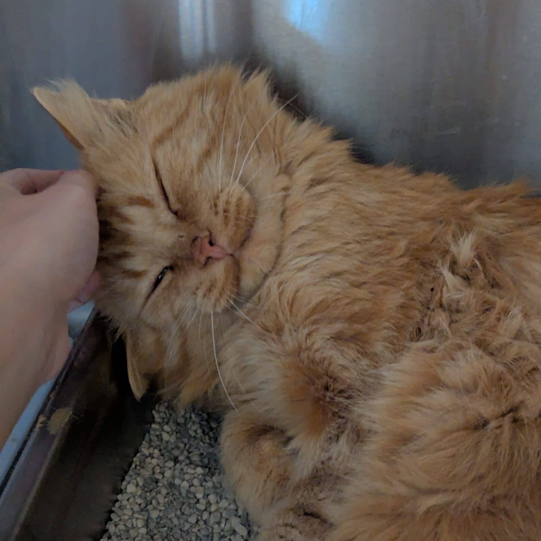 Snickers - Domestic cat available for adoption at SPA de l'Estrie in Sherbrooke