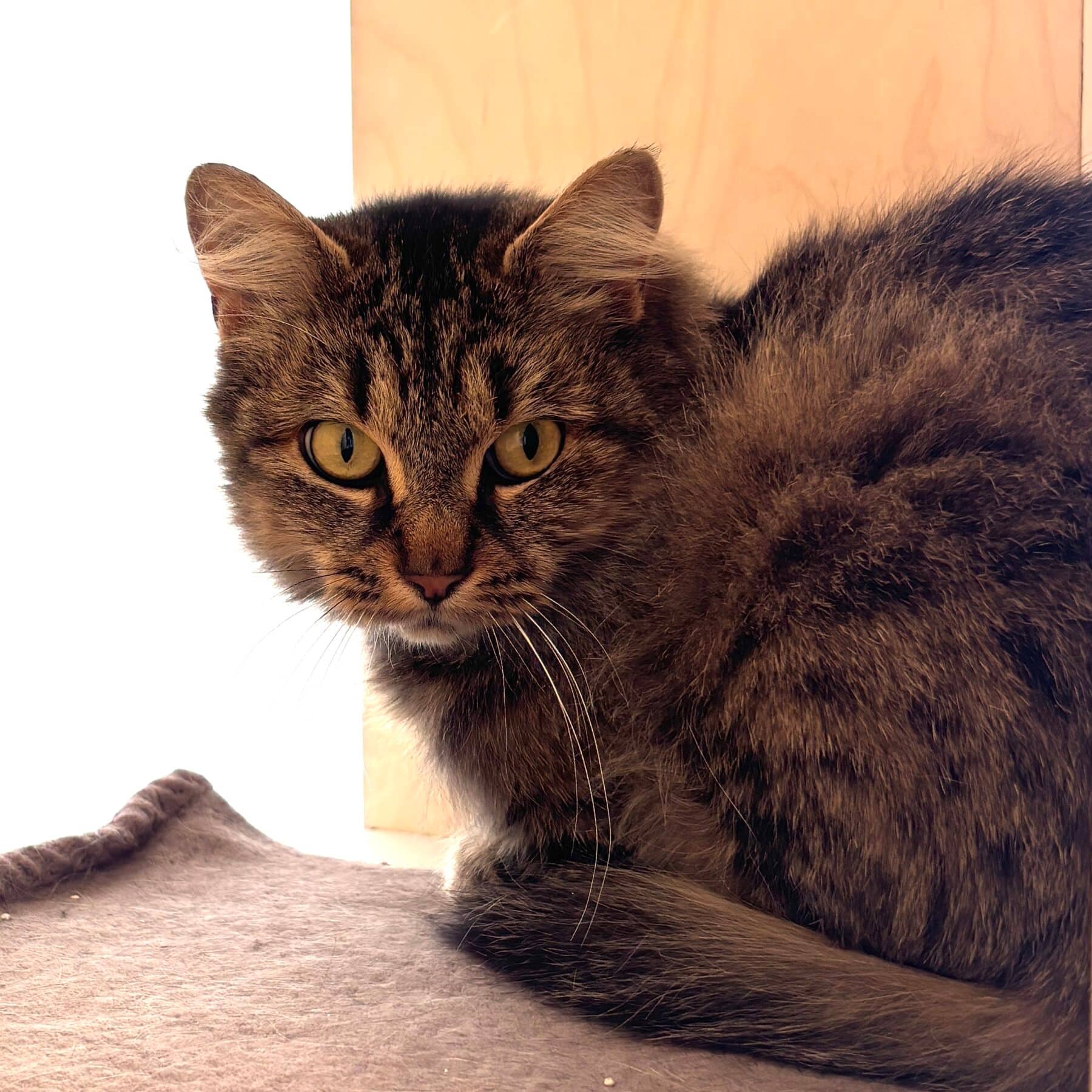 Solstice - Domestic cat available for adoption at SPA de l'Estrie in Sherbrooke