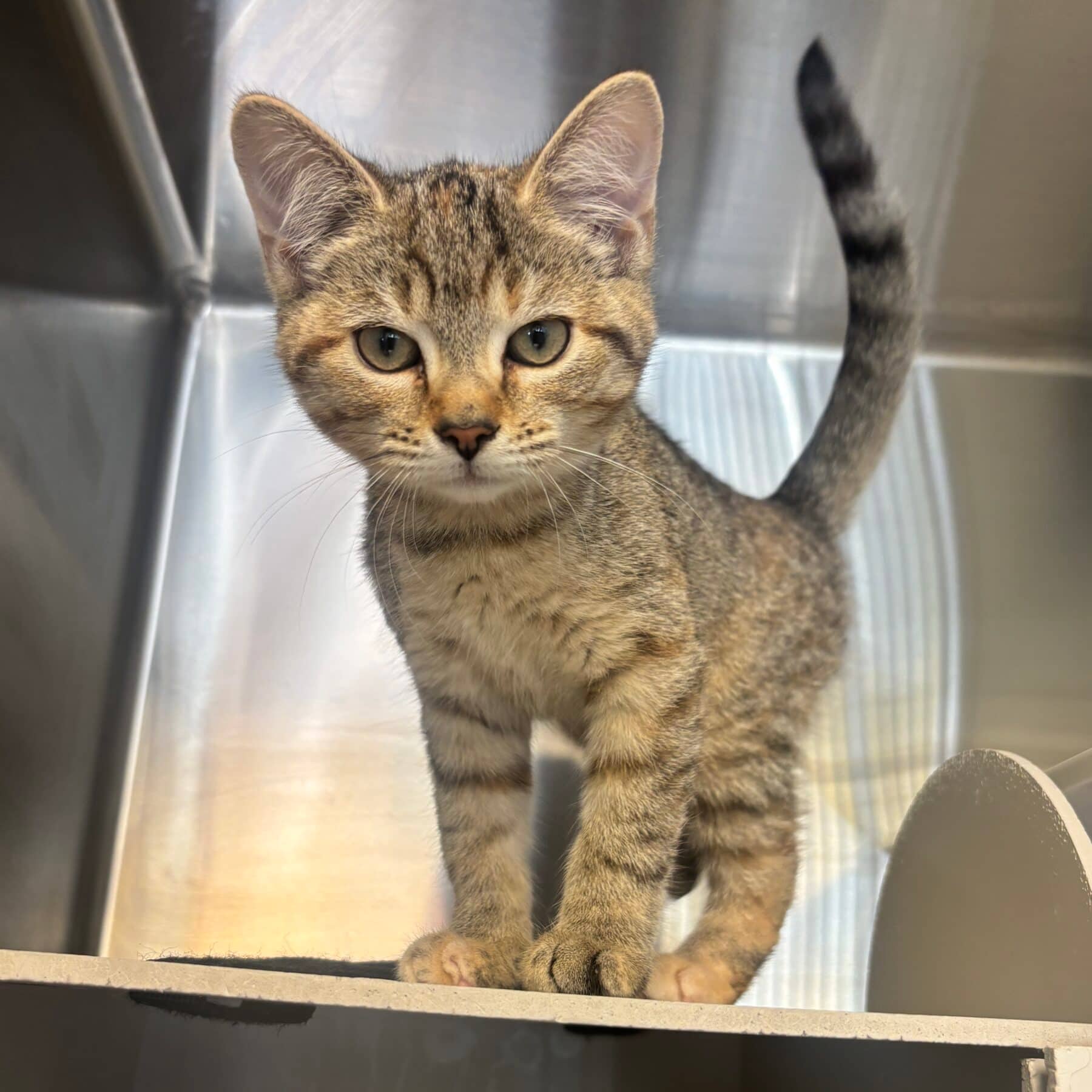 Sushis - Domestic cat available for adoption at SPA de l'Estrie in Sherbrooke