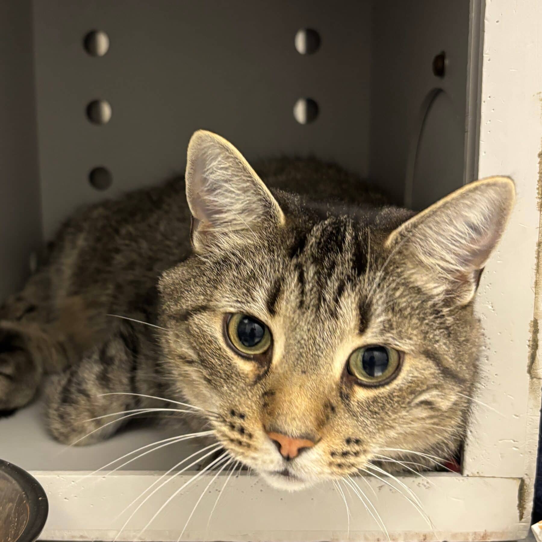 Sylvester - Domestic cat available for adoption at SPA de l'Estrie in Sherbrooke