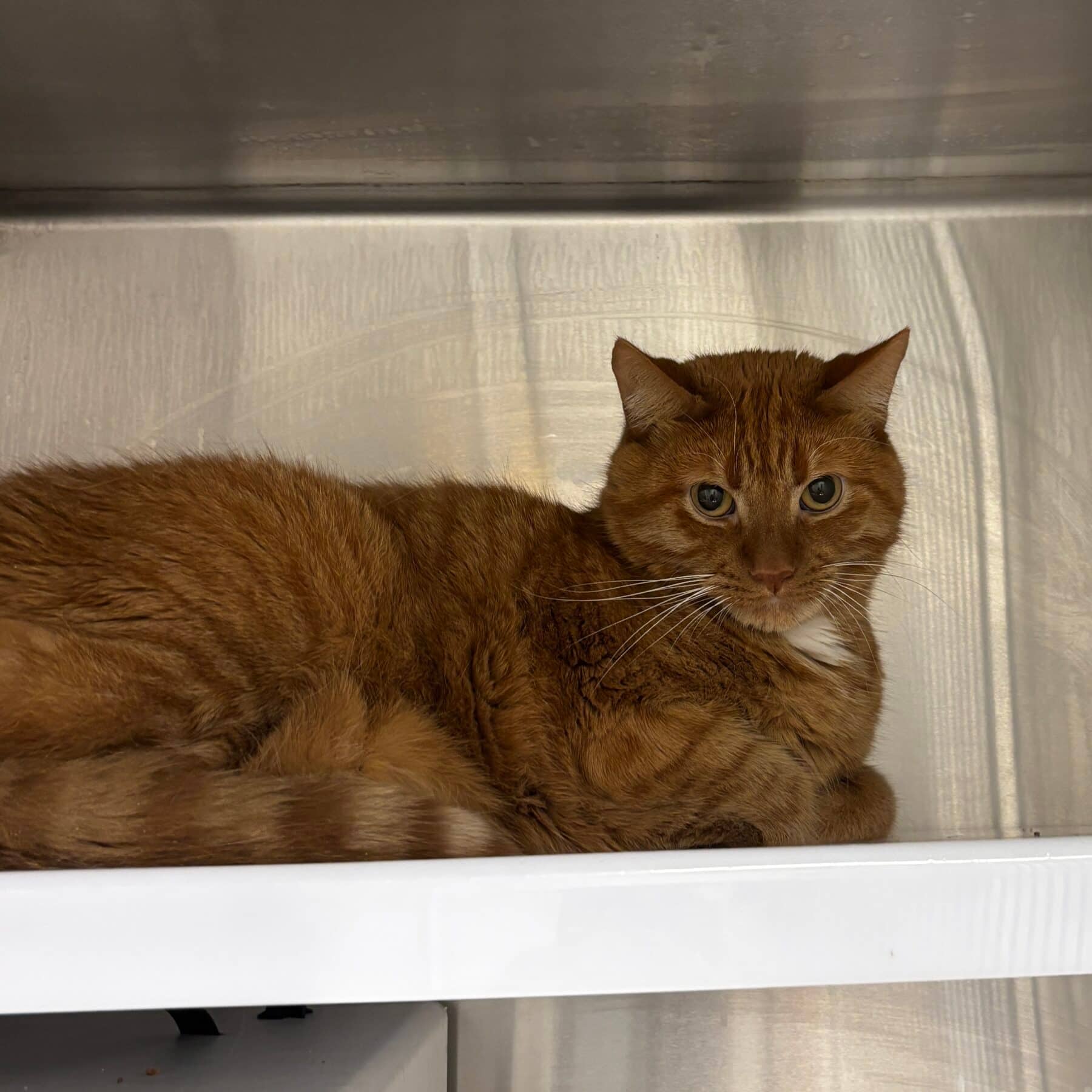 Tipoue - Domestic cat available for adoption at SPA de l'Estrie in Sherbrooke
