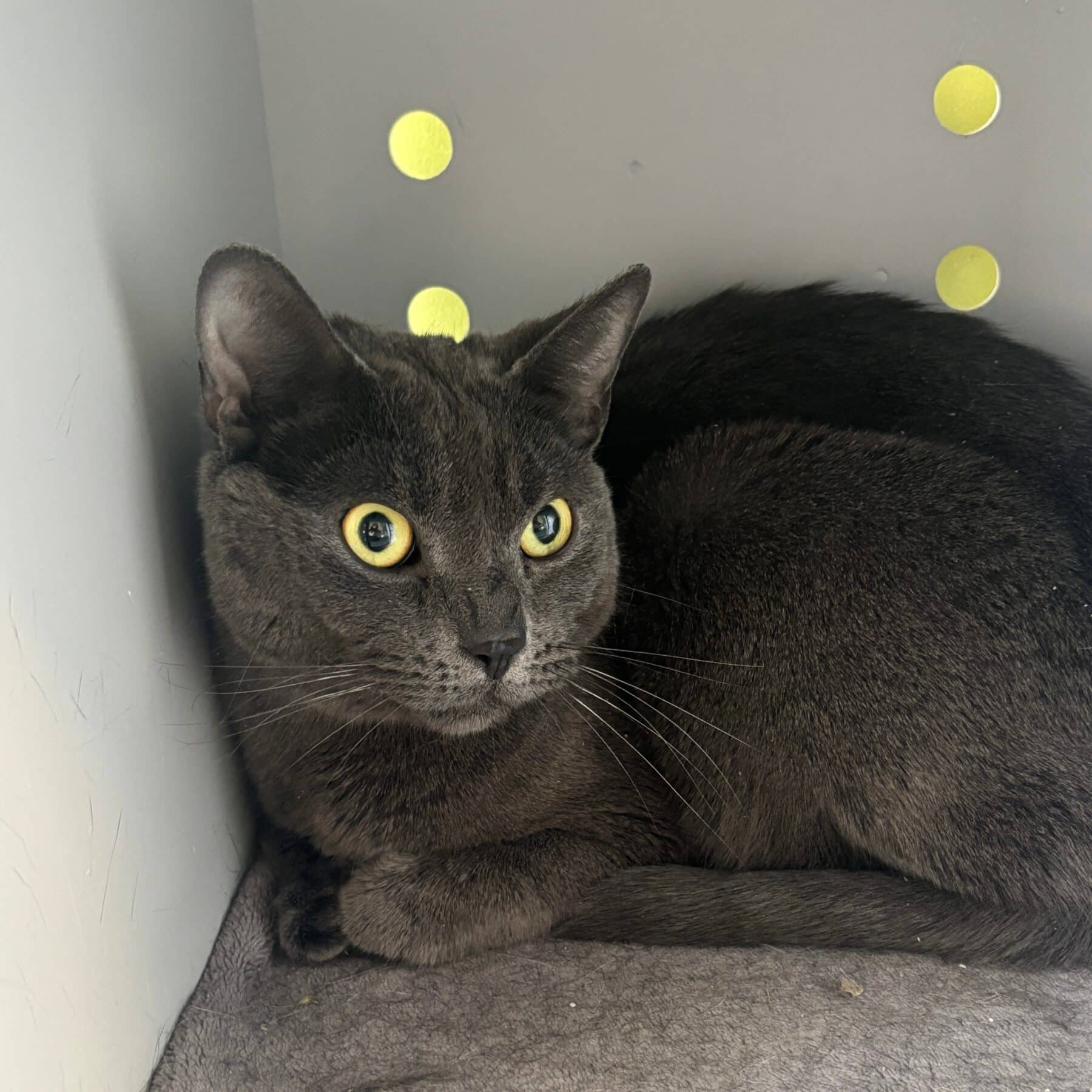 Yogi - Domestic cat available for adoption at SPA de l'Estrie in Sherbrooke