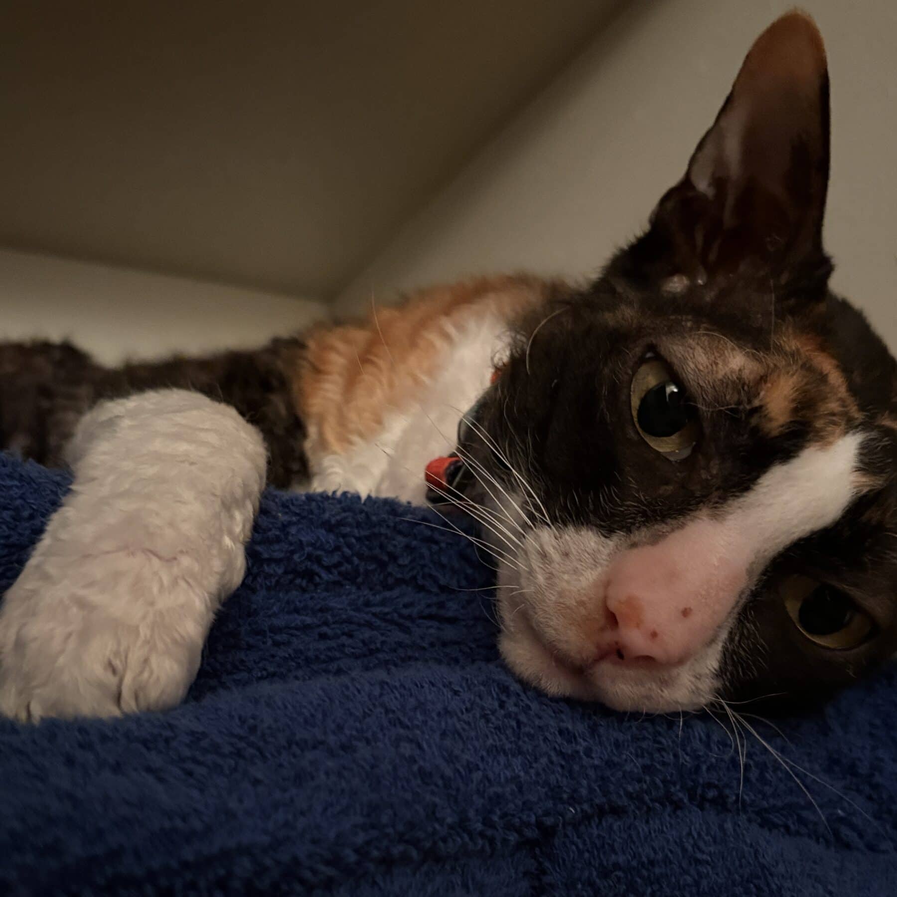 Zora - Domestic available for adoption