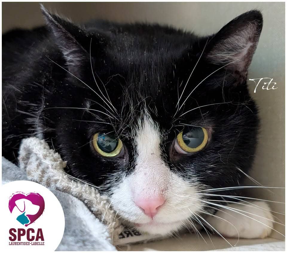 Titi - Domestic Shorthair cat available for adoption in Quebec