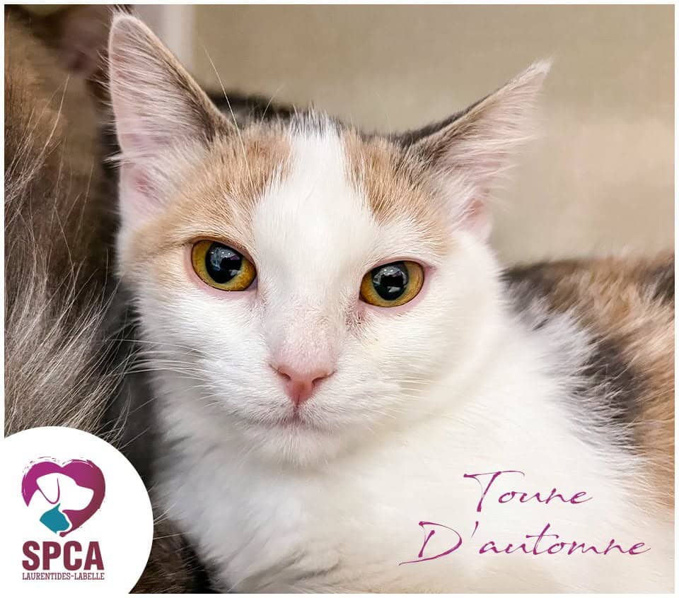 Toune D Automne - Domestic Shorthair cat available for adoption at SPCA Laurentides-Labelle in Montreal