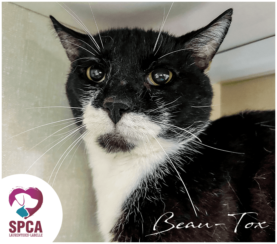 Beau Tox - Domestic Shorthair cat available for adoption at SPCA Laurentides-Labelle in Montreal